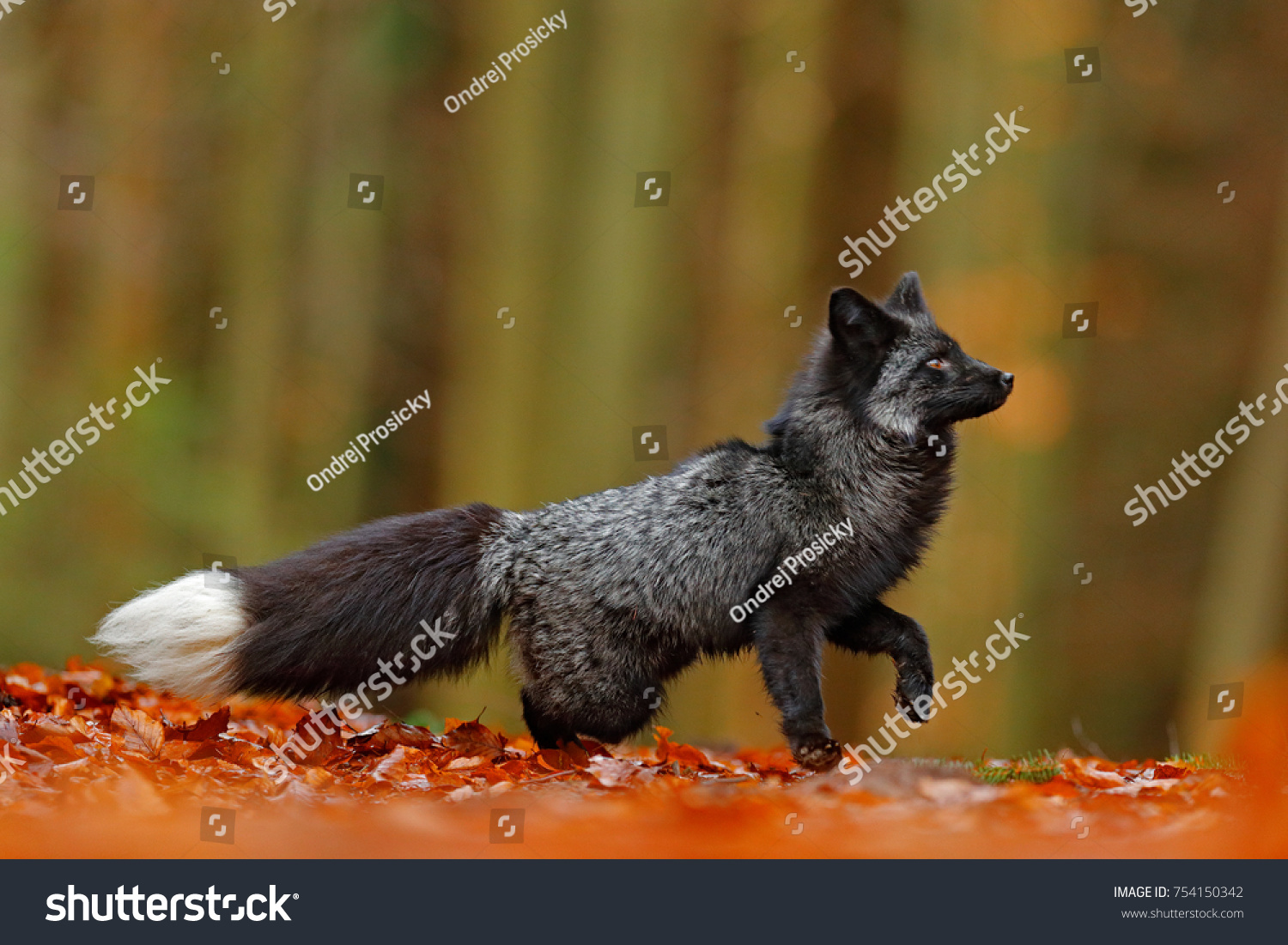 Black fox Images, Stock Photos & Vectors Shutterstock