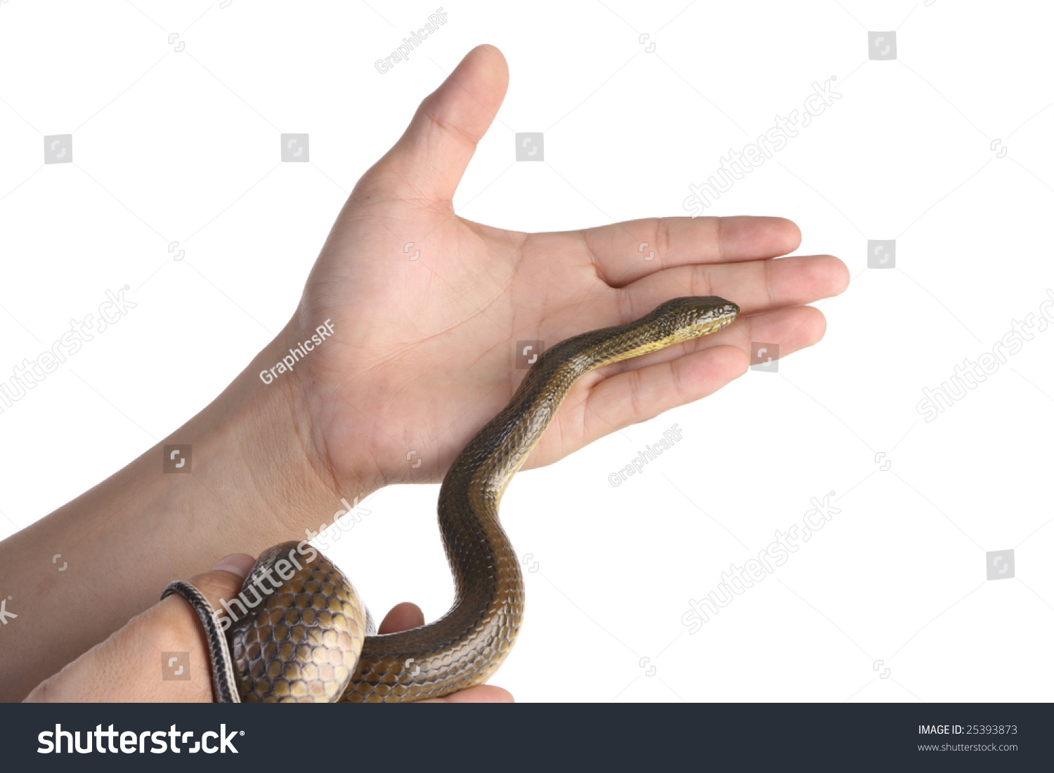 Black Snake Hand Stock Photo 25393873 