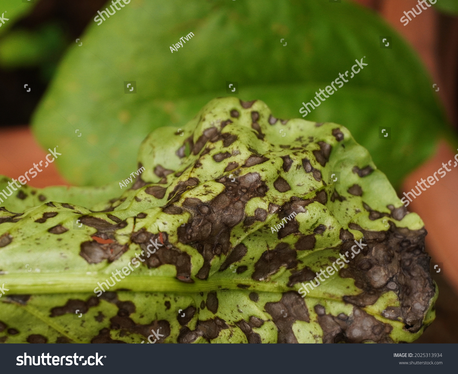 Black Spot Disease On Spinach Spinacia Stock Photo 2025313934