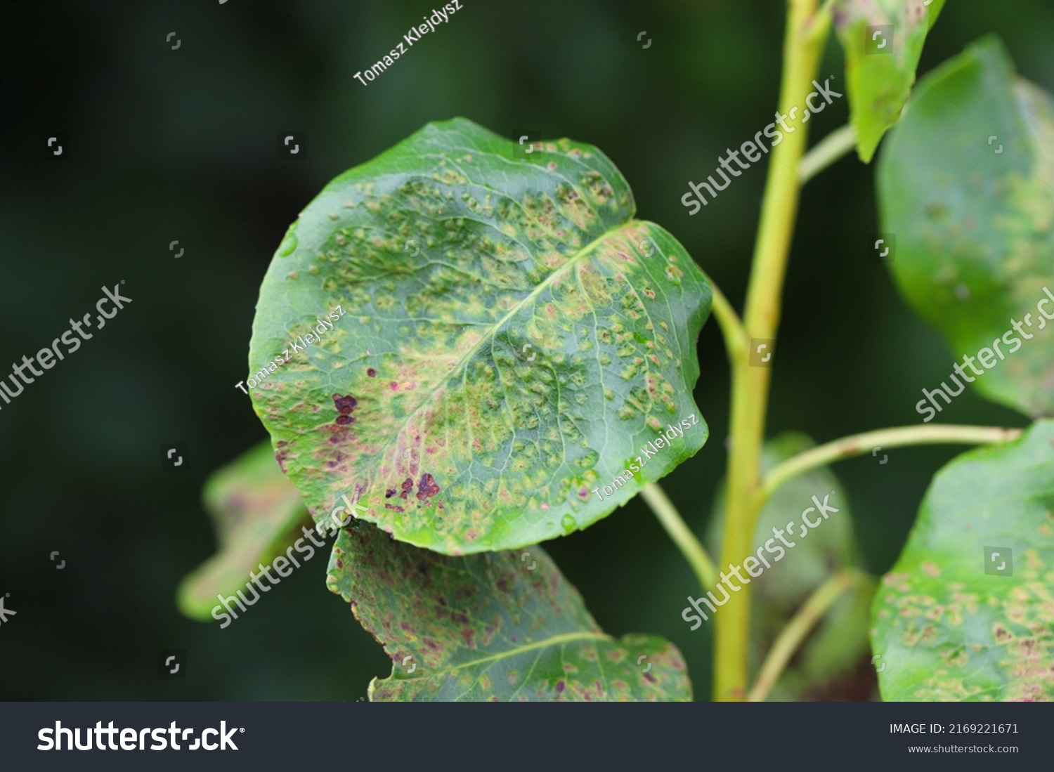 Black Spot Pear Scab Pear Fungal Stock Photo 2169221671 | Shutterstock