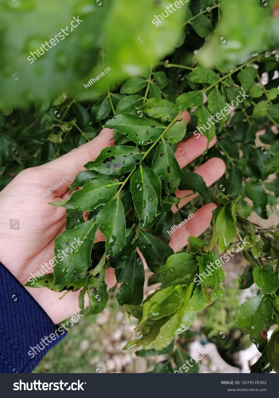 black-spots-on-curry-leaves-stock-photo-2079578302-shutterstock