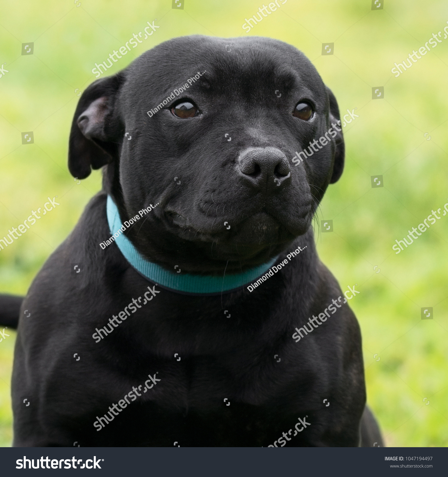 all black staffordshire bull terrier