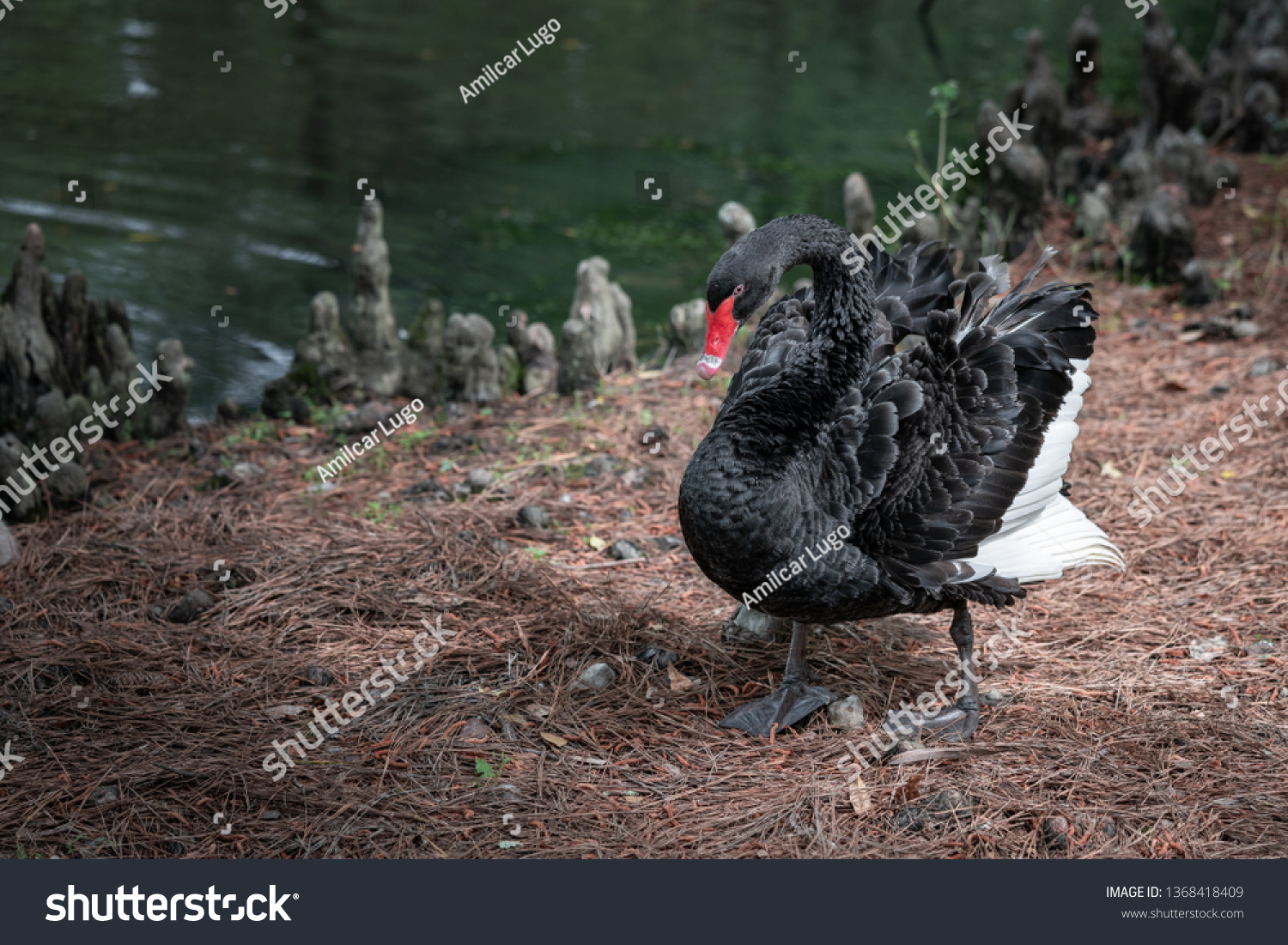 Black Swan Enjoying His Days Swan Stock Photo Edit Now 1368418409
