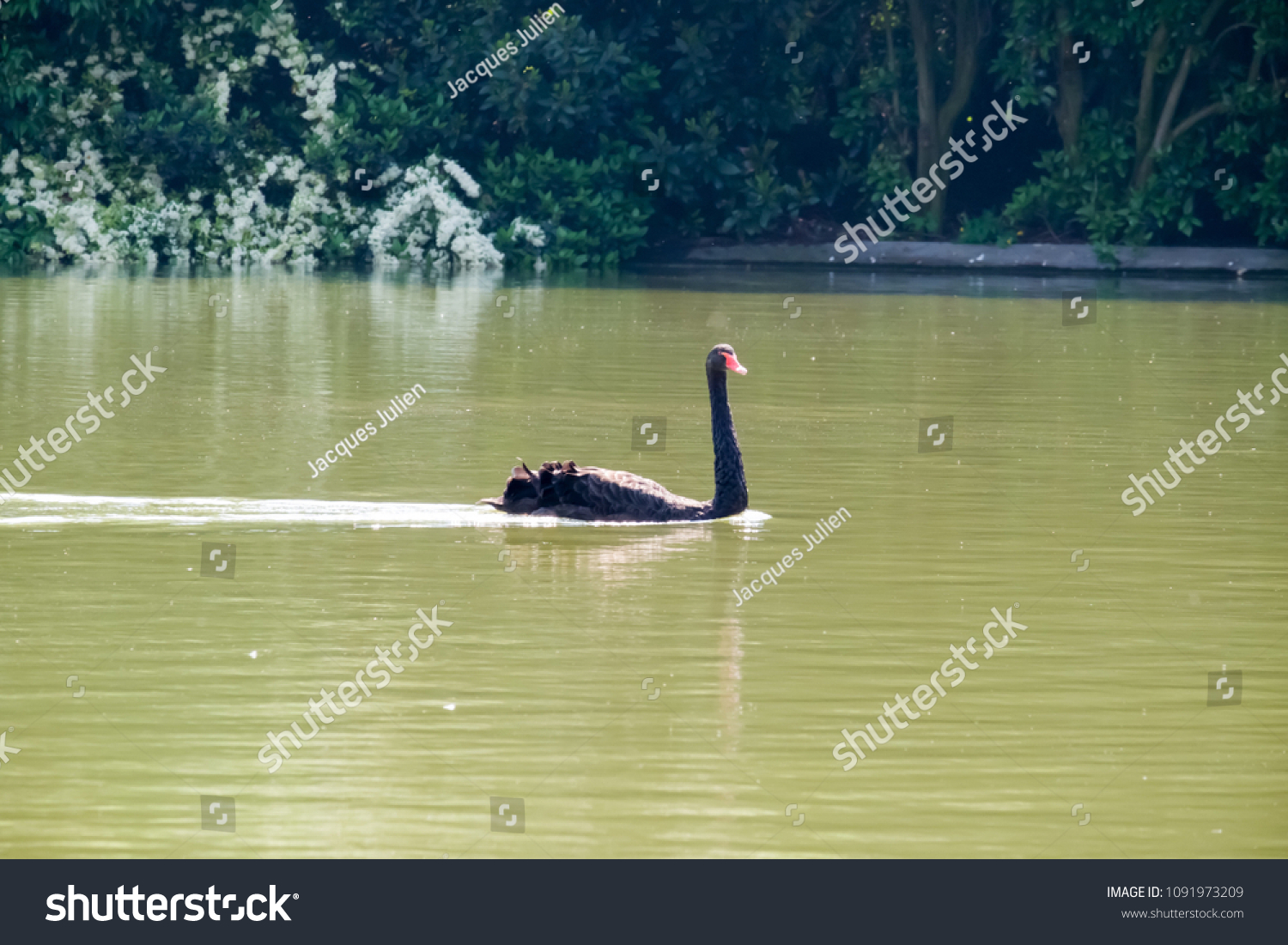 skilsmisse Himlen embargo Black Swan Swimming Lake Paris Stock Photo (Edit Now) 1091973209