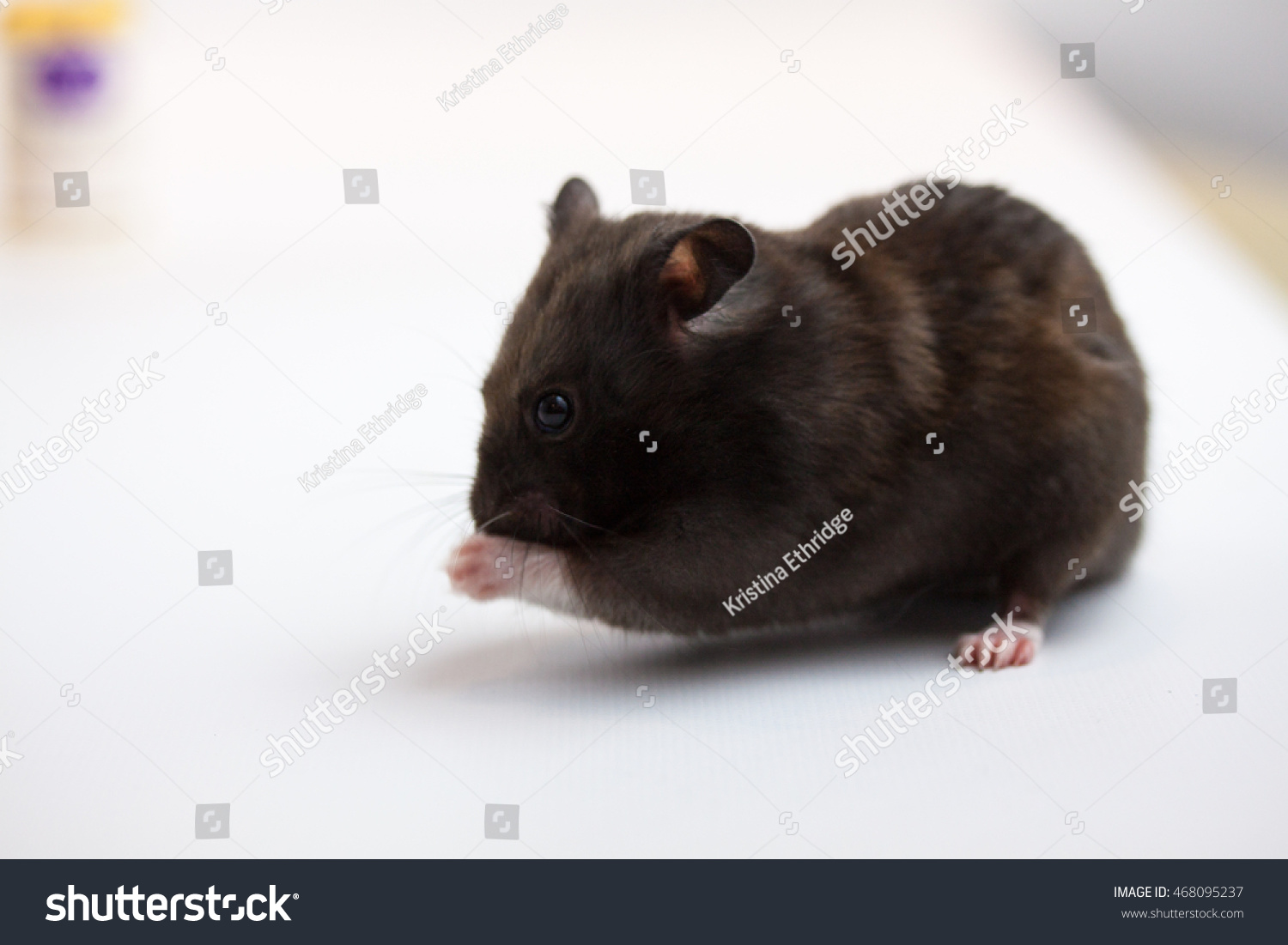 black teddy bear hamster