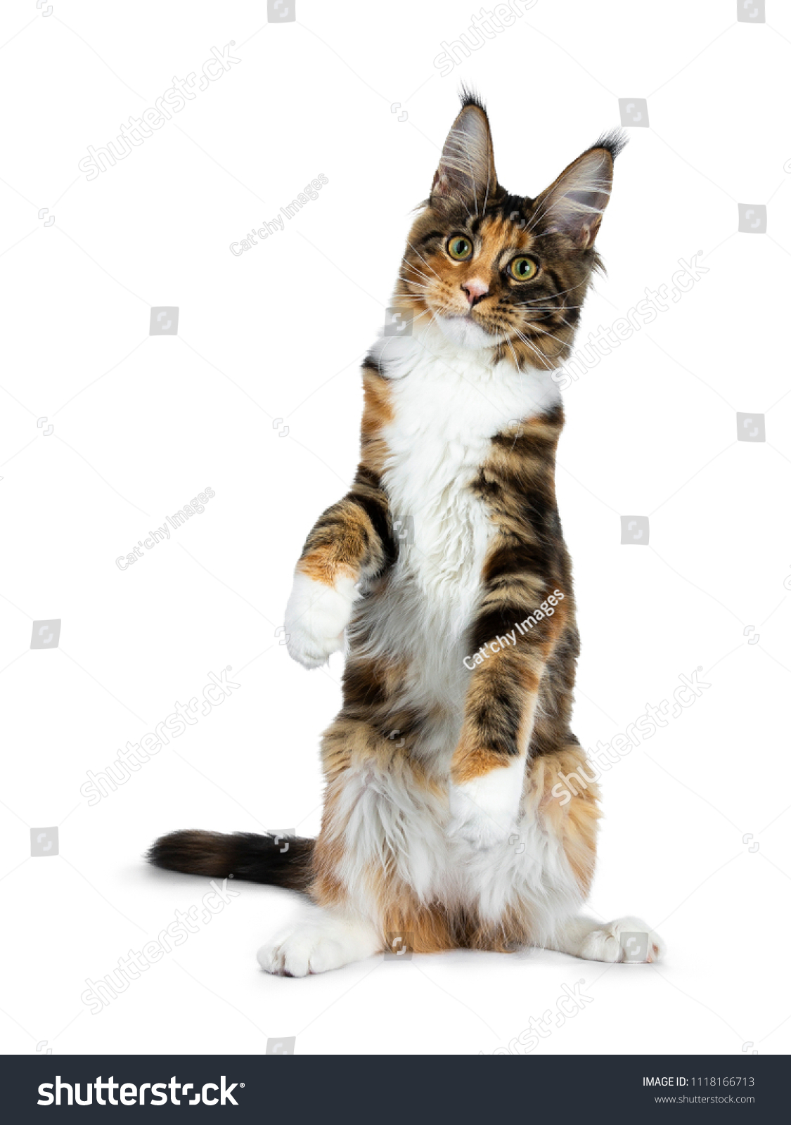 Black Tortie Maine Coon Cat Kitten Stock Photo Edit Now 1118166713