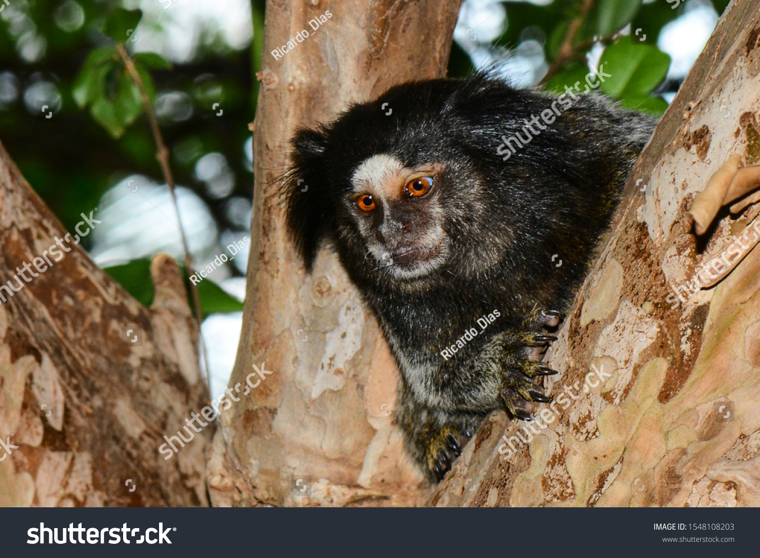 Black Tufted Marmoset Callithrix Penicillata Small Stock Photo Edit Now 1548108203