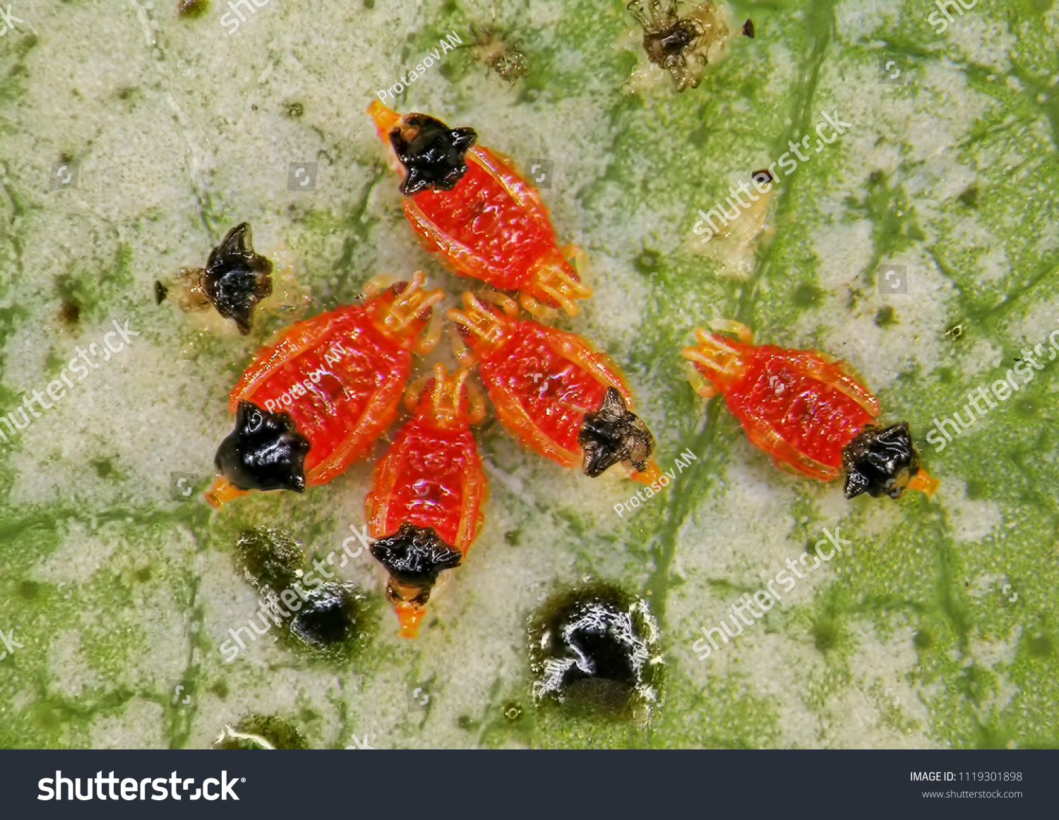 Black Vine Thrips Retithrips Syriacus Pest Stock Photo (Edit Now ...