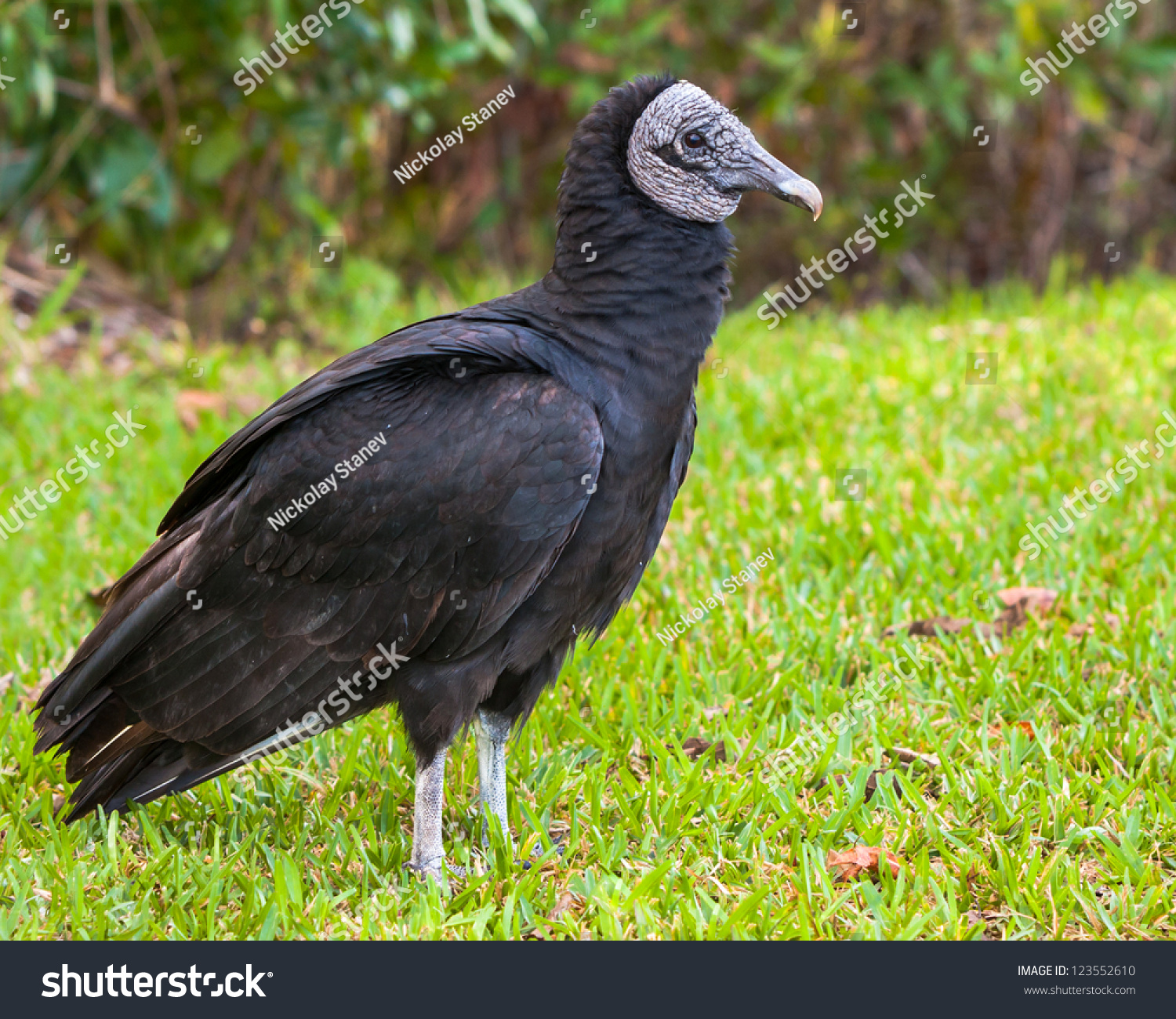 Black Vulture (Coragyps Atratus) Along The Anhinga Trail In Everglades ...