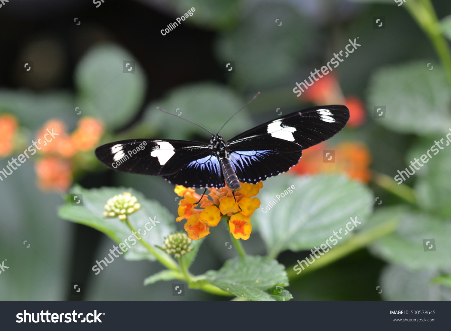 Black White Blue Doris Butterfly Stock Photo Edit Now 500578645