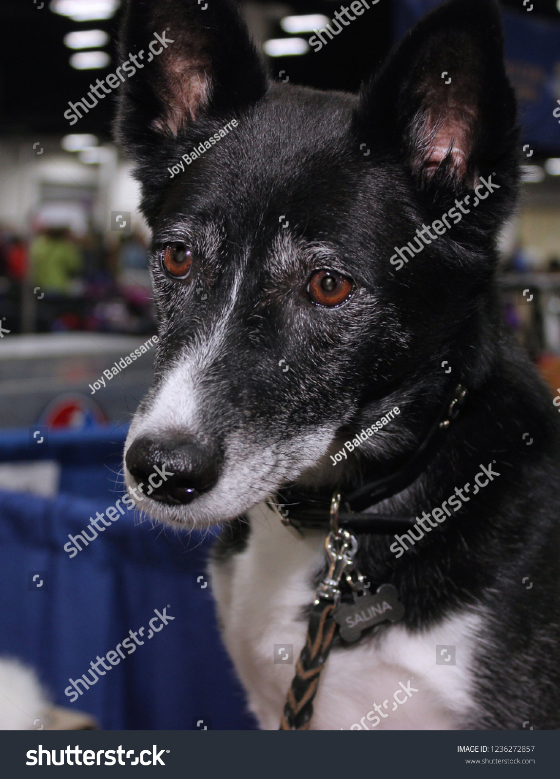 Black White Canaan Dog Stock Photo Edit Now 1236272857