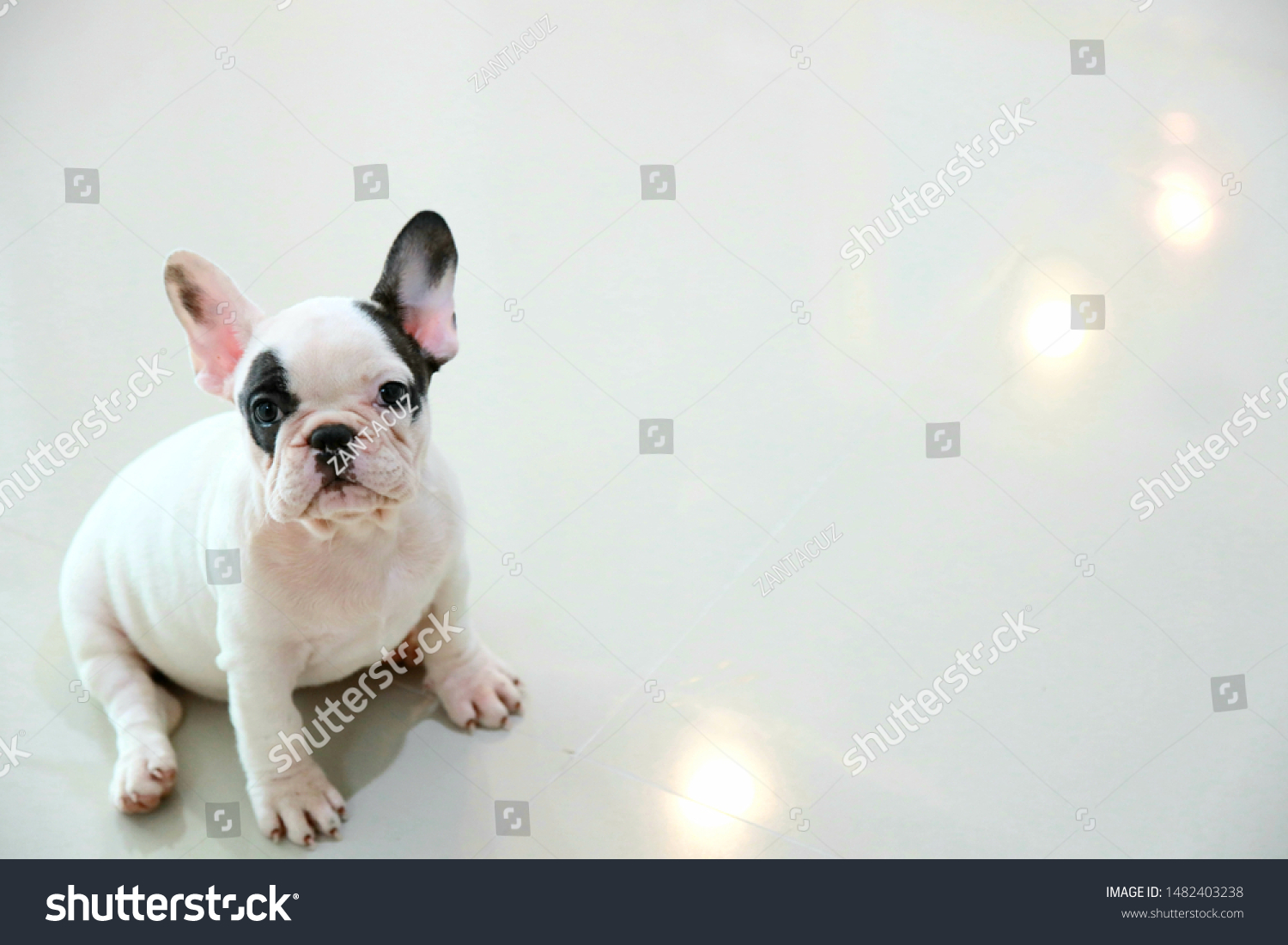 Black White Color French Bulldog Puppy Stock Image Download Now