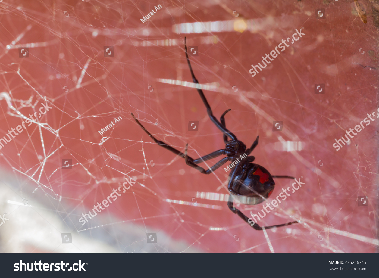 Black Widow In Her Webs Between Red Bricks. Stock Photo 435216745 : Shutterstock How To Hang Spiders On Brick House