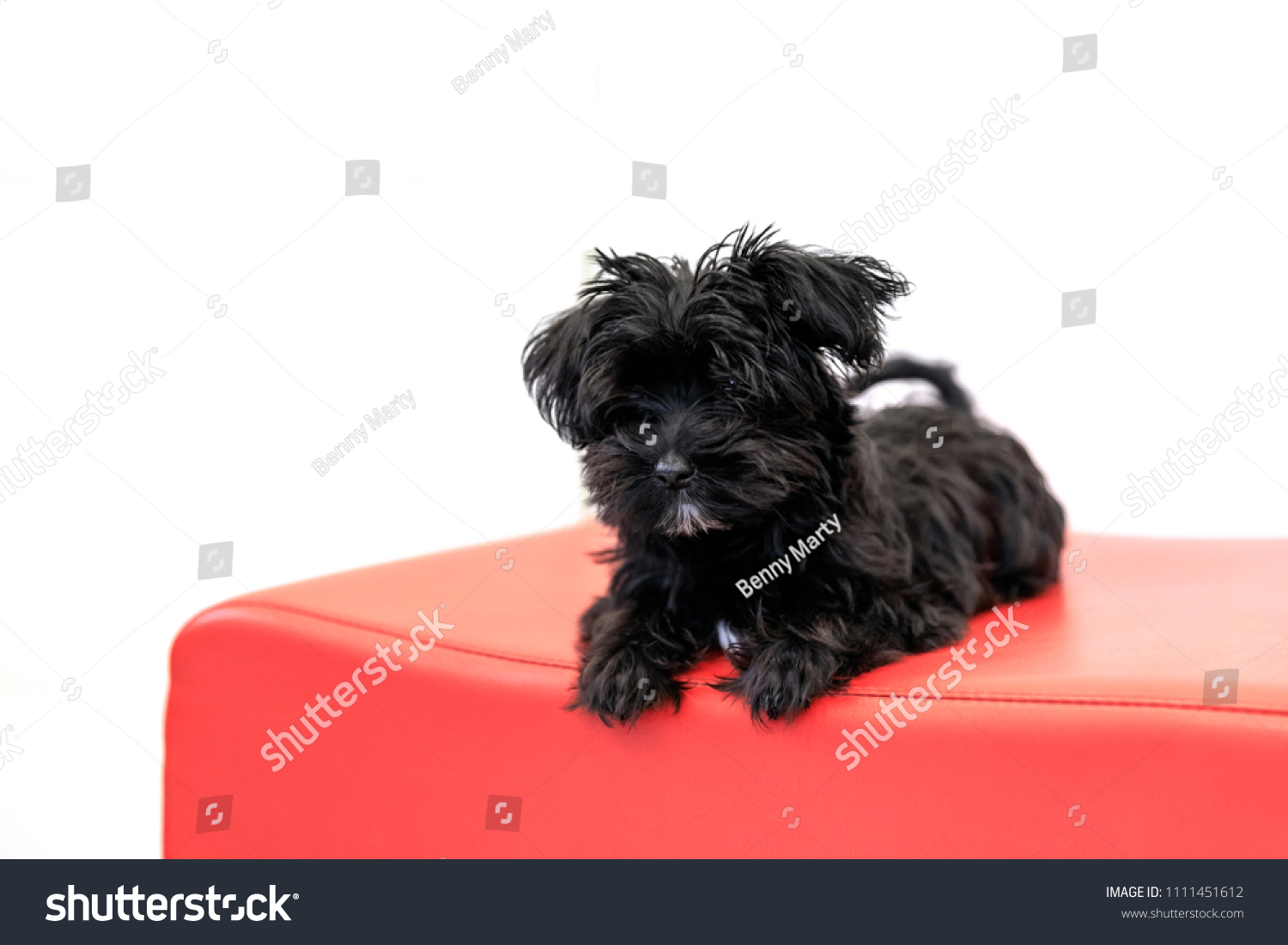 Black Yorktese Puppy Dog Wakeful On Stock Photo Edit Now 1111451612