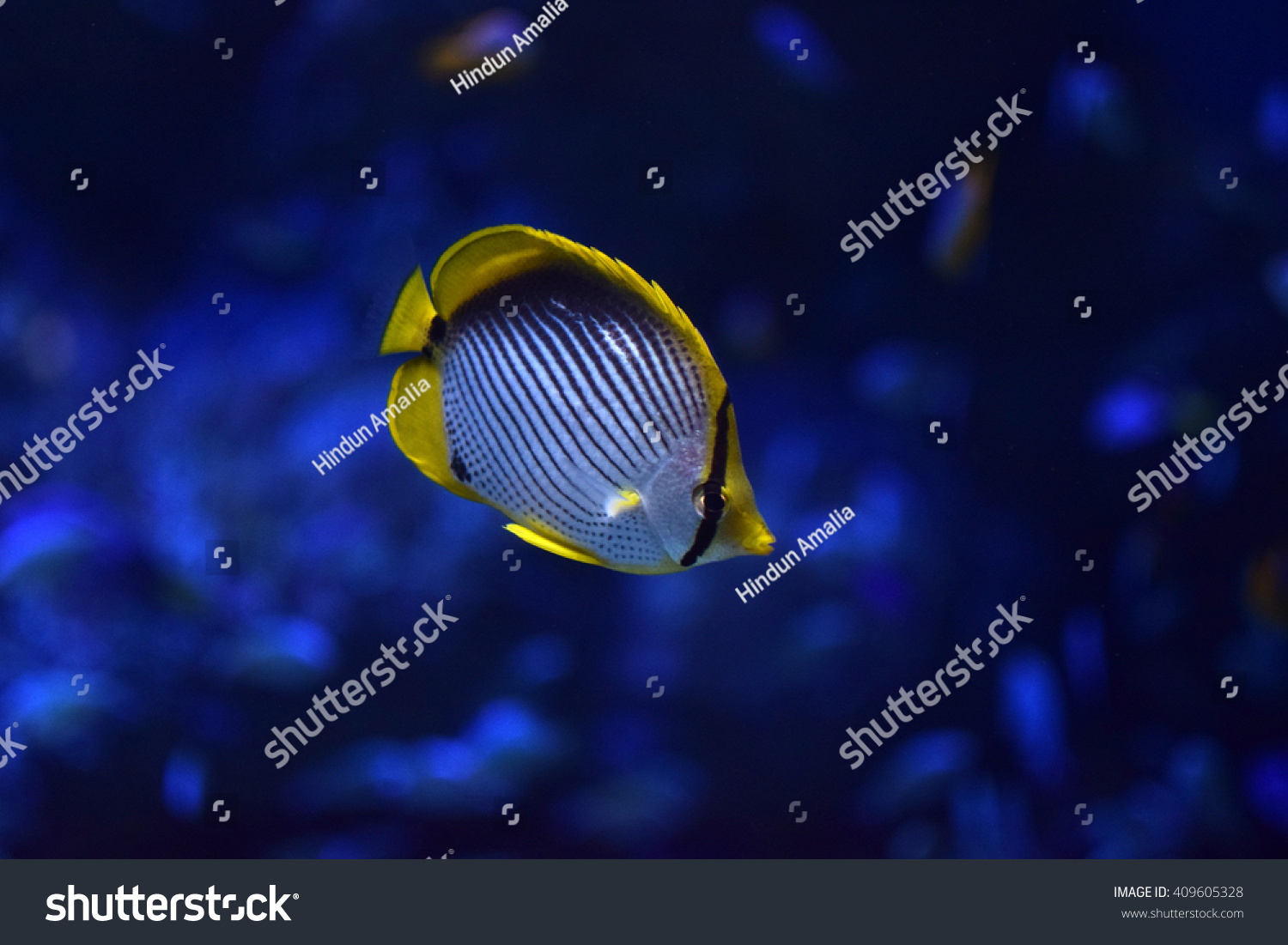 Blackback Butterflyfish Chaetodon Melannotus Stock Photo Edit Now