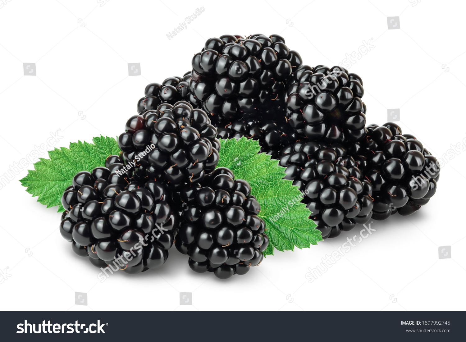 37,030 Black Mulberry Images, Stock Photos & Vectors | Shutterstock