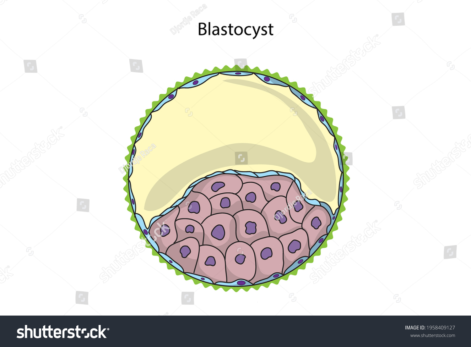 Blastocyst Structure Early Embryological Development Unlabeled