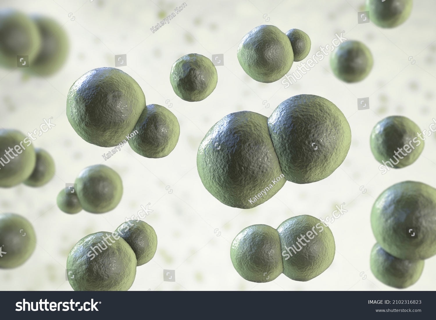 Blastomyces Dermatitidis Fungi Causative Agent Disease Stock Illustration 2102316823 Shutterstock 