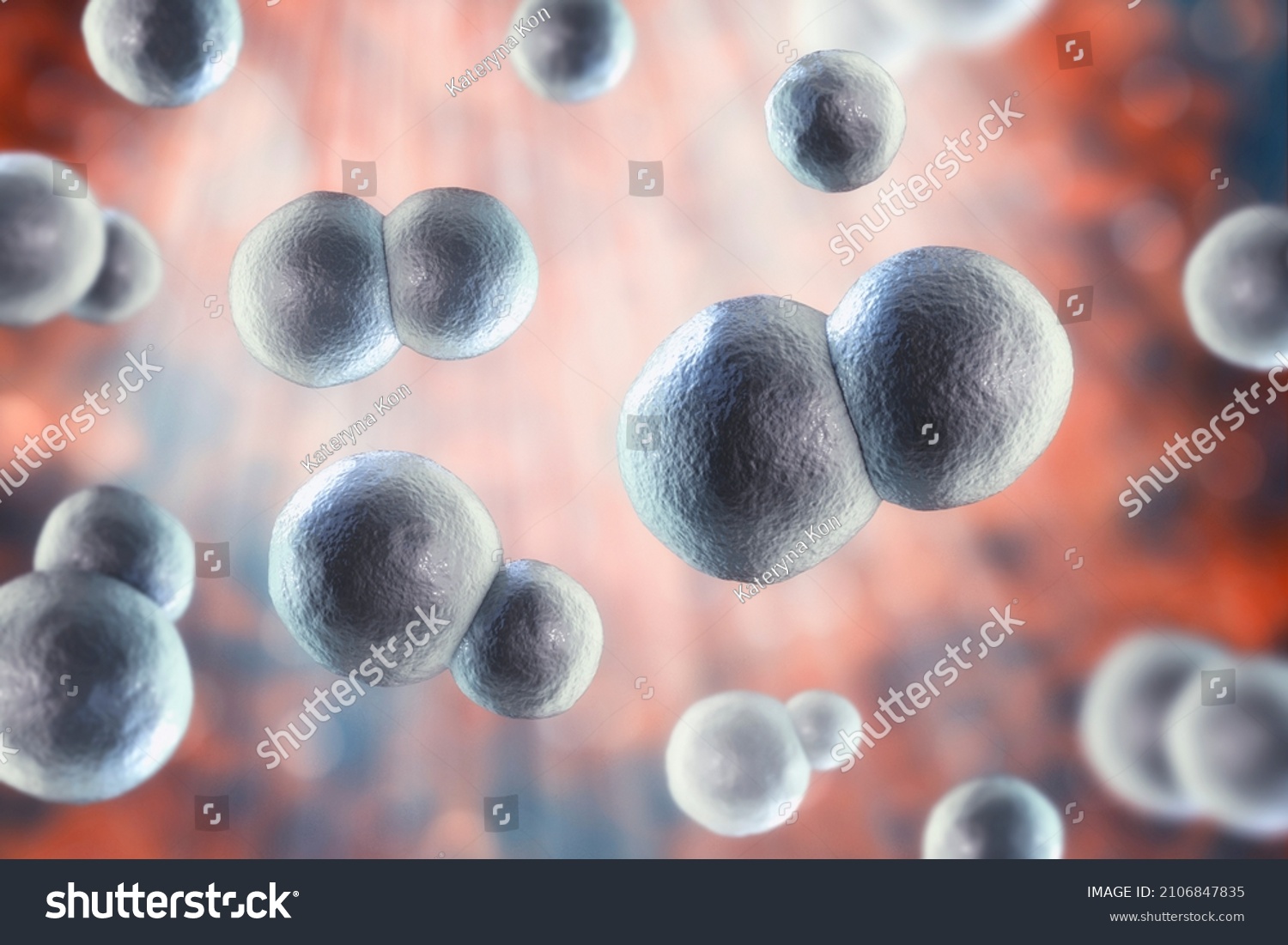 Blastomyces Dermatitidis Fungi Causative Agent Disease Stock Illustration 2106847835 