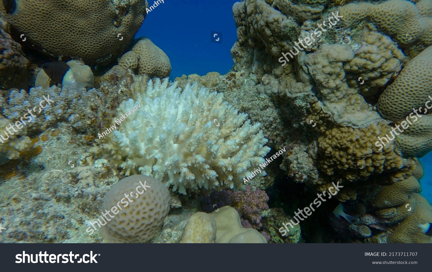 Bleaching Death Corals Excessive Seawater Heating Stock Photo ...