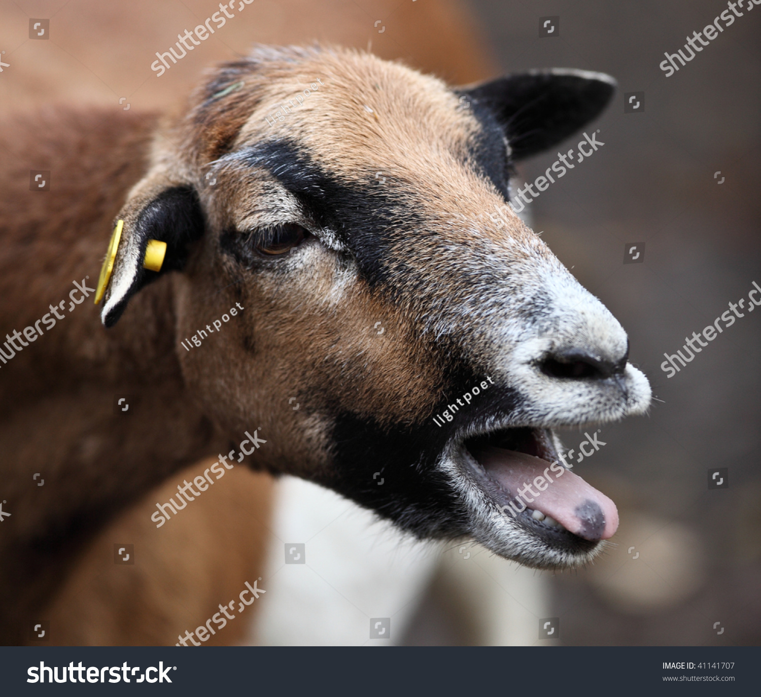 Bleating Goat Stock Photo Edit Now