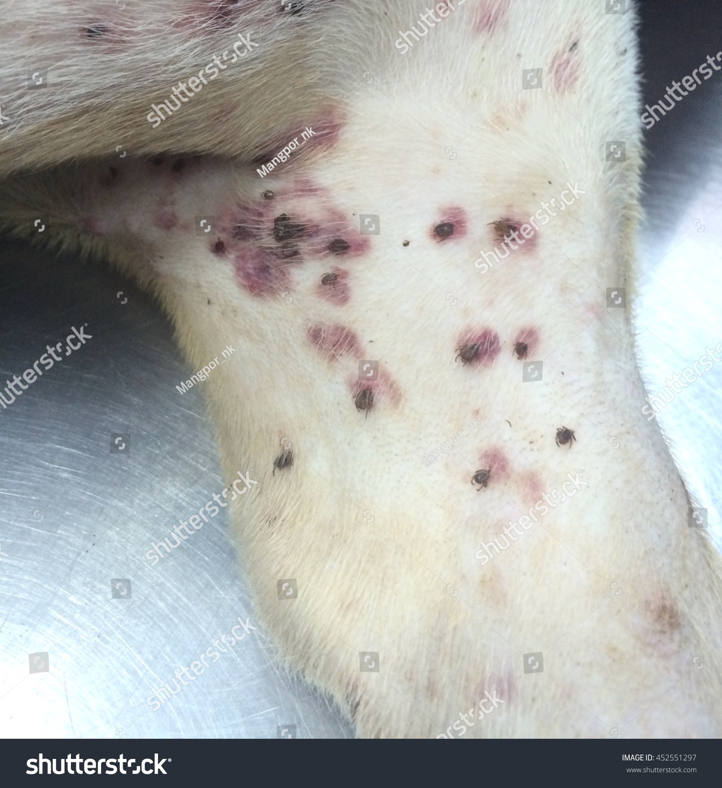 Ecchymotic hemorrhages in dogs