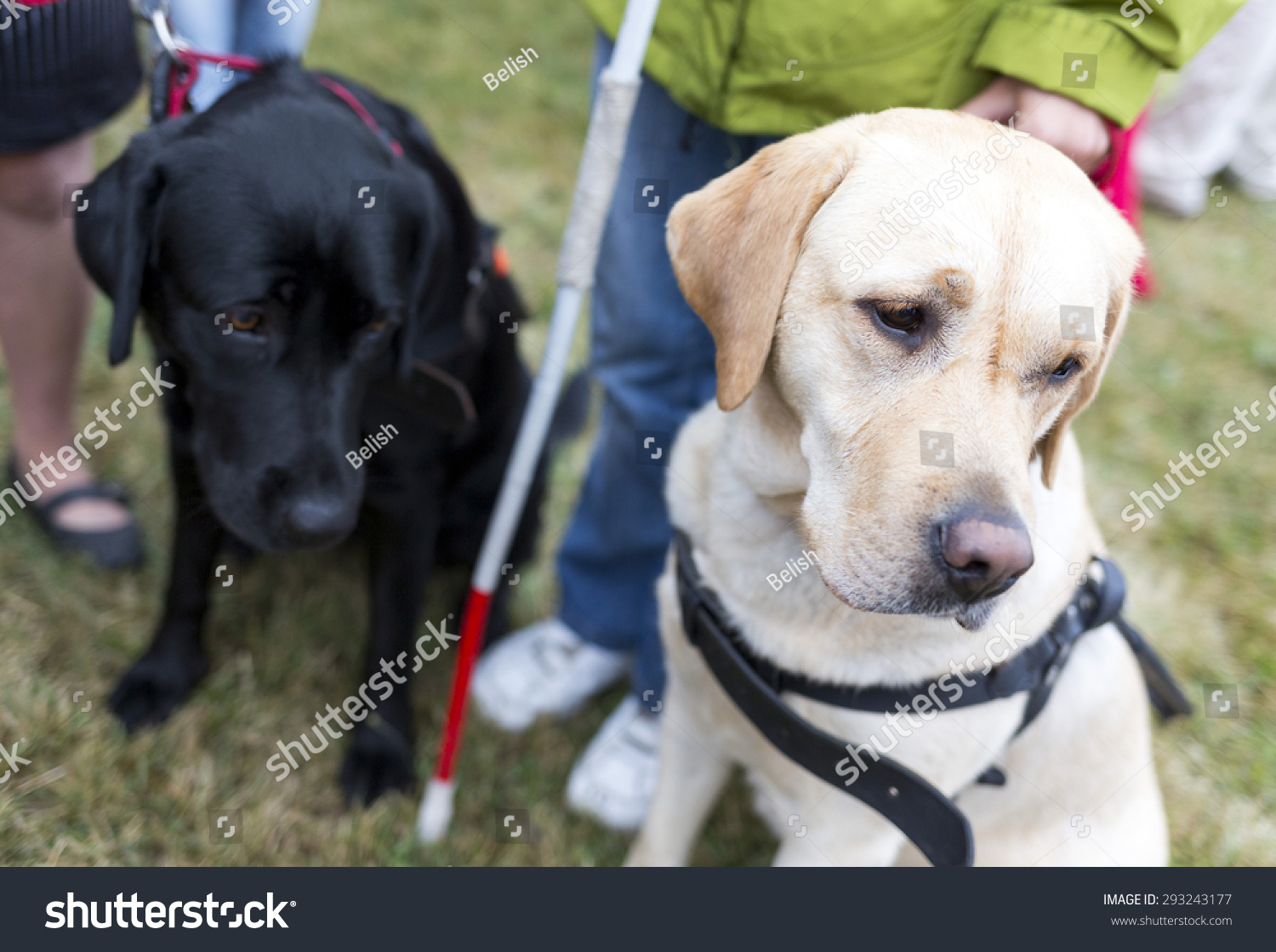 Blind People Guide Dogs During Last Stock Photo (Edit Now) 293243177