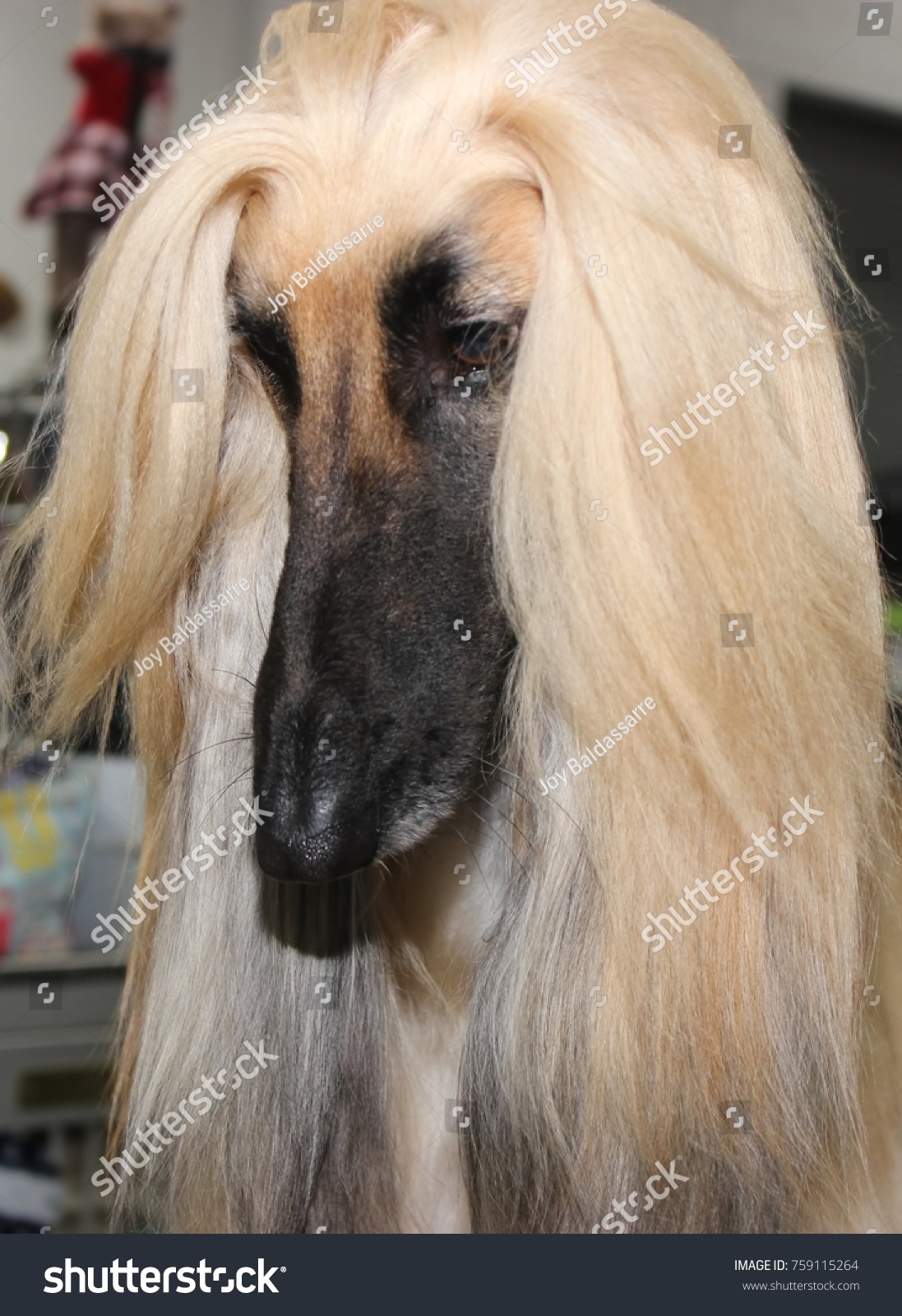 Blonde Afghan Hound Dog Stock Photo Edit Now 759115264