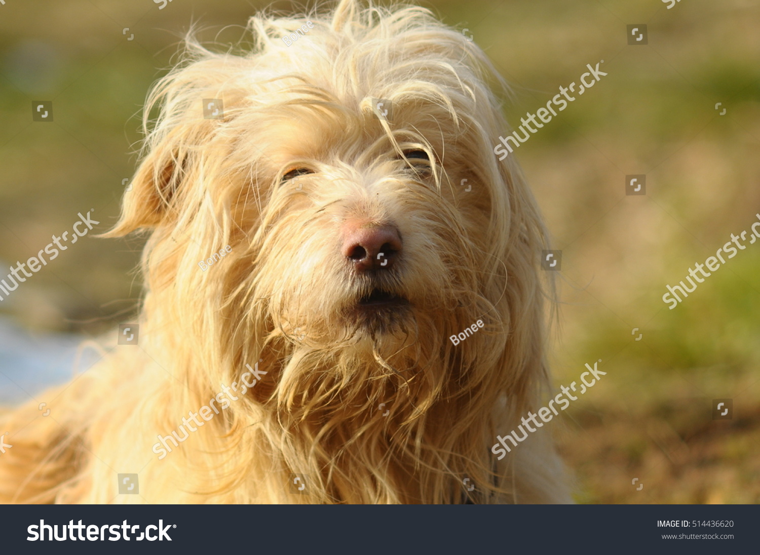 Blonde Hair Dog Portre Stock Photo Edit Now 514436620