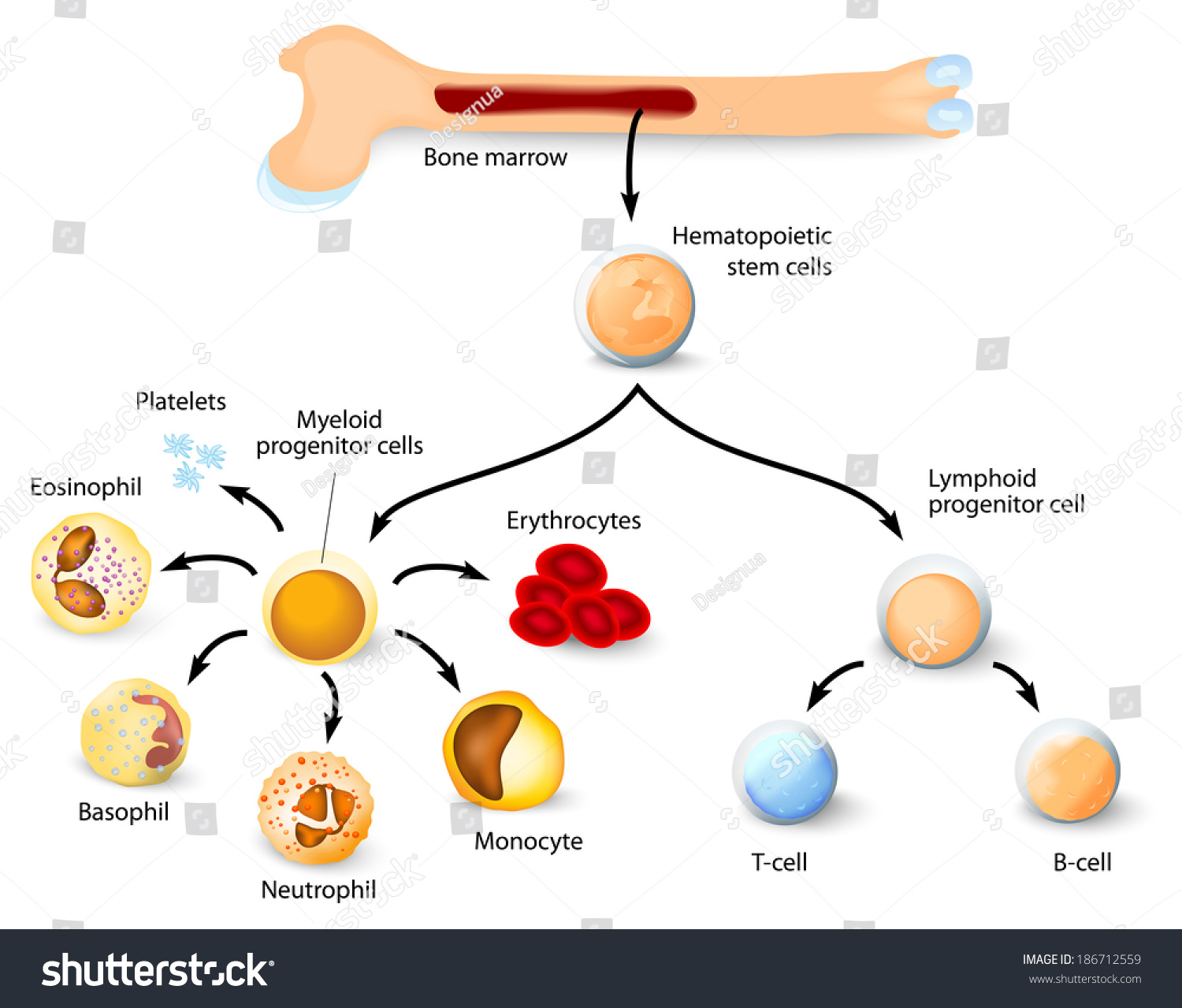 Blood Cell Formation Chart