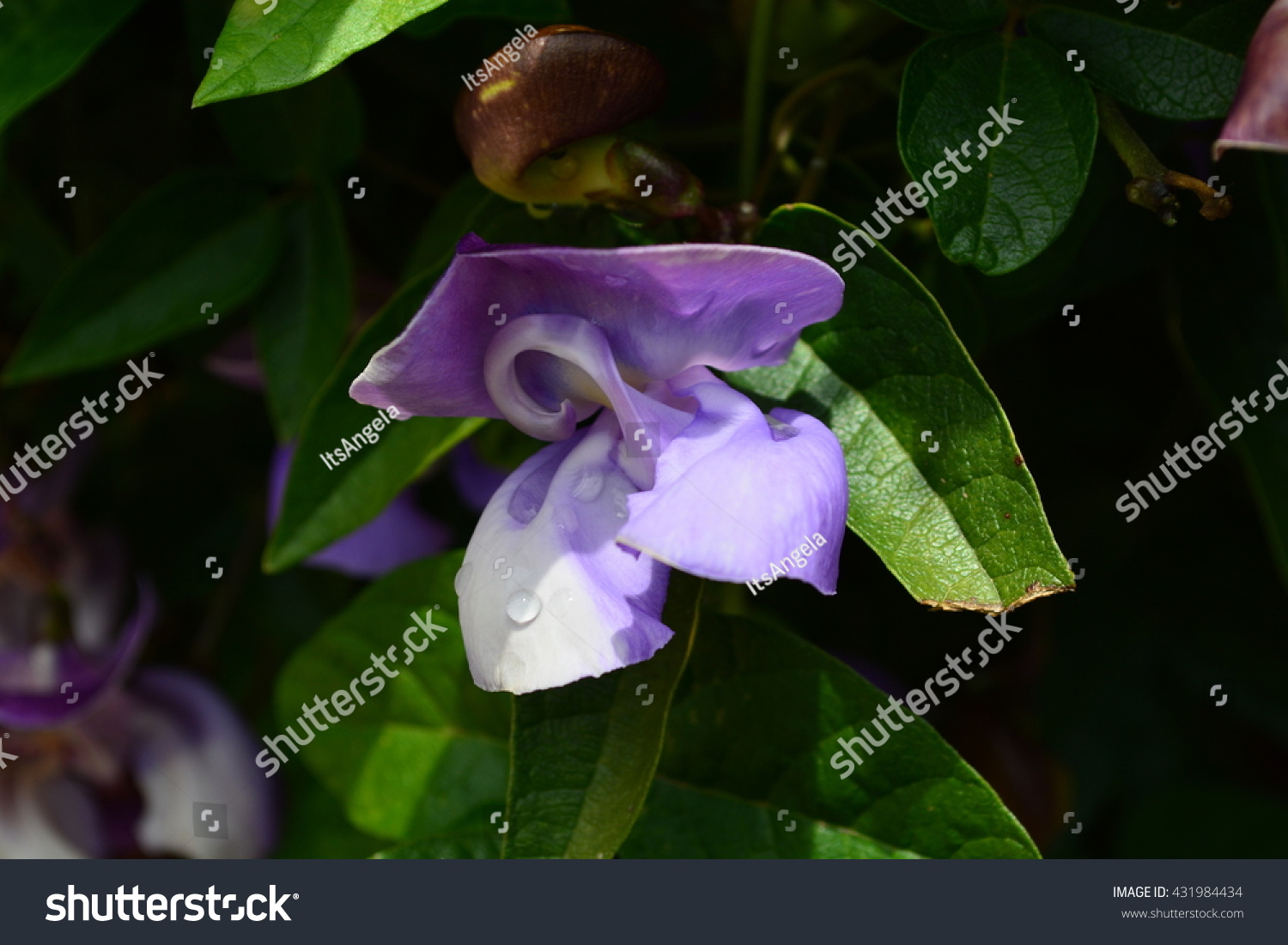 Bloomed Flowers On Vine Garden On Stock Photo Edit Now 431984434