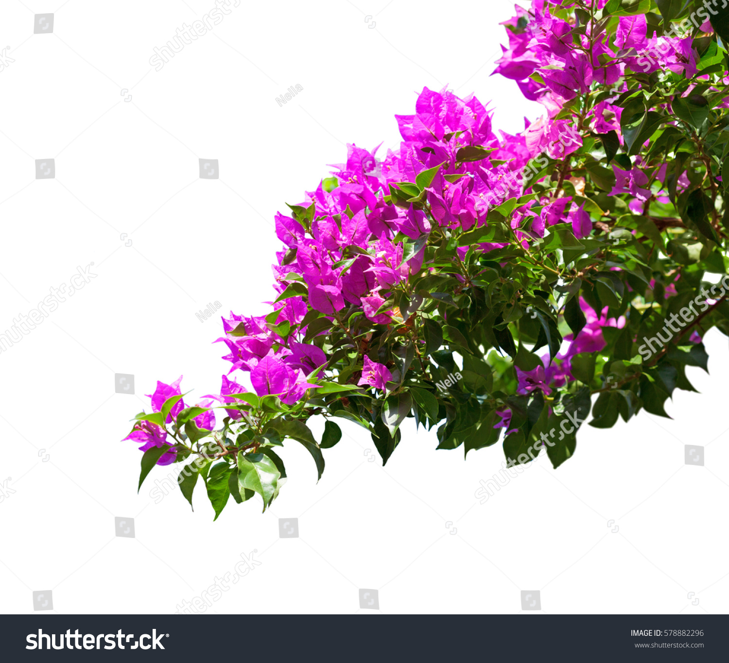 Blooming Bougainvillea Isolated On White Background Stock Photo ...