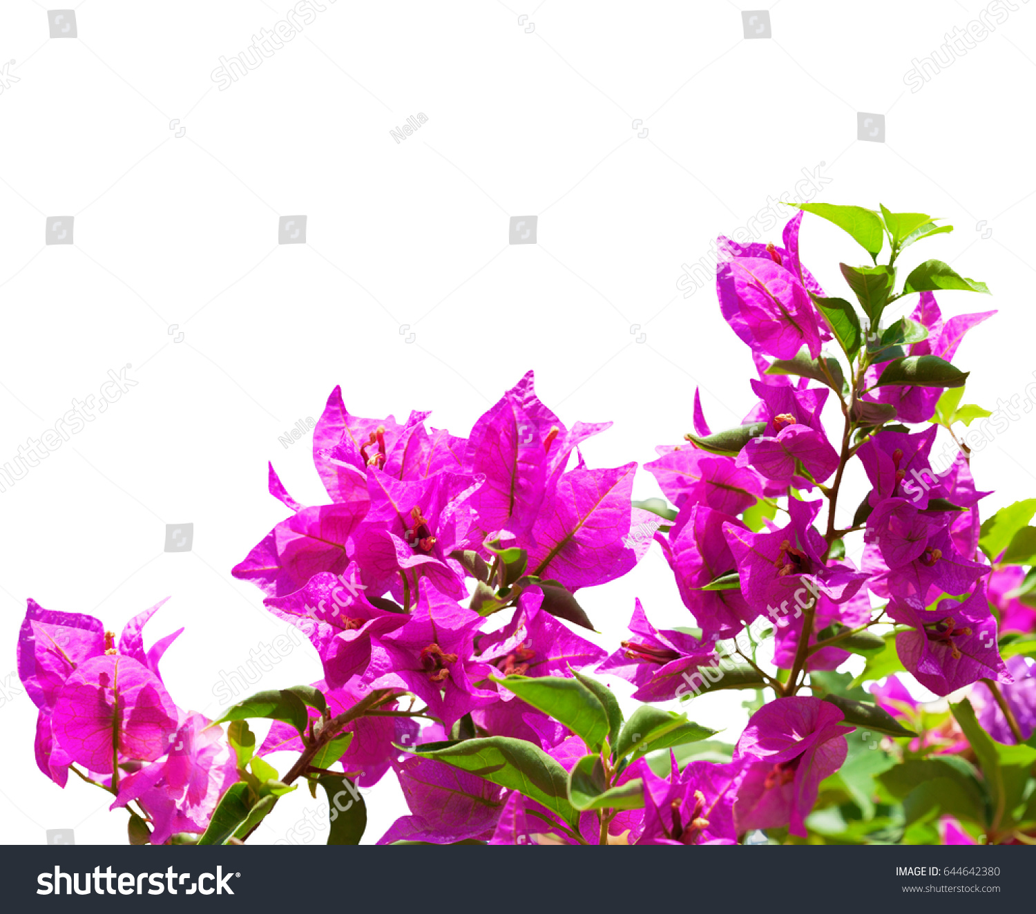 345 Pokok bunga Images, Stock Photos & Vectors | Shutterstock