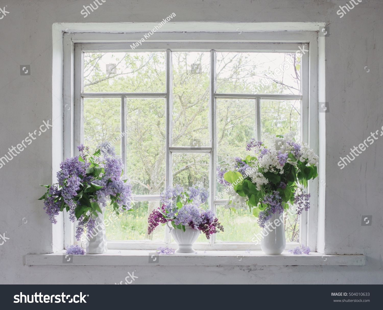 Blooming Branch Of Lilac At The Window Stock Photo 504010633 : Shutterstock