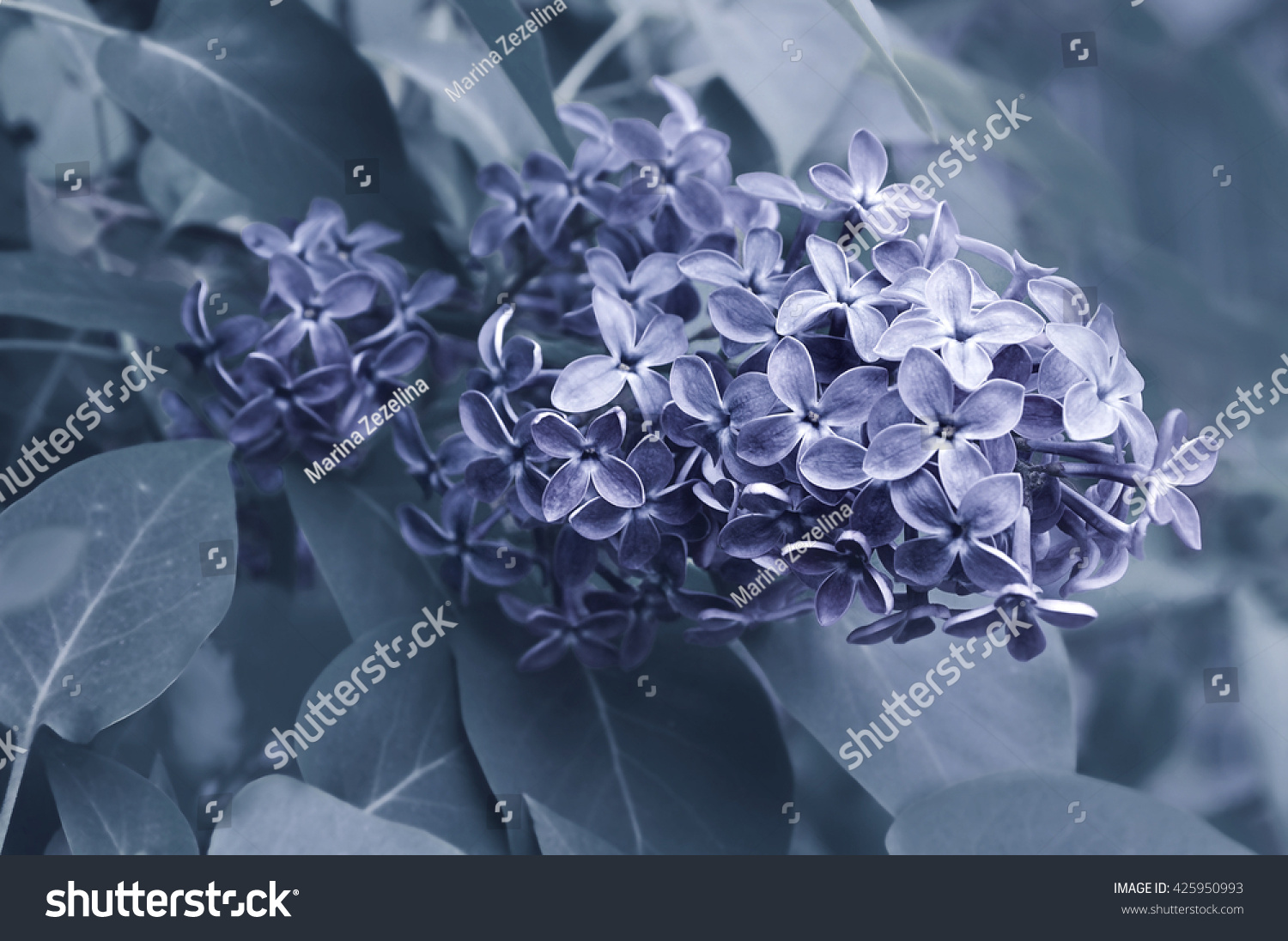 Blooming Branch Lilac Flowers Spring Garden Stock Photo Edit Now