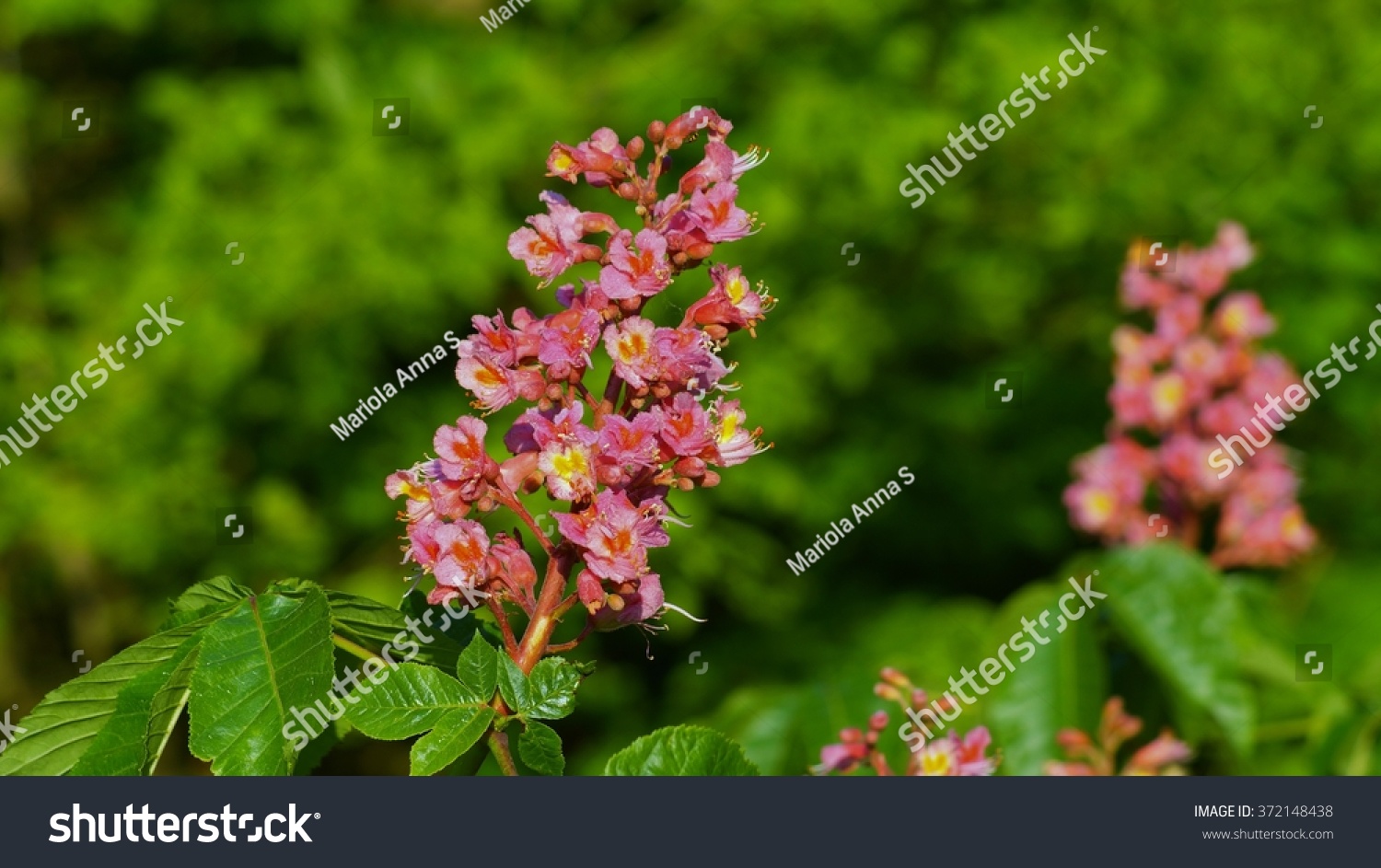 Blooming Chestnut Flower Pink Chestnuts Bloom Stock Photo 372148438 ...