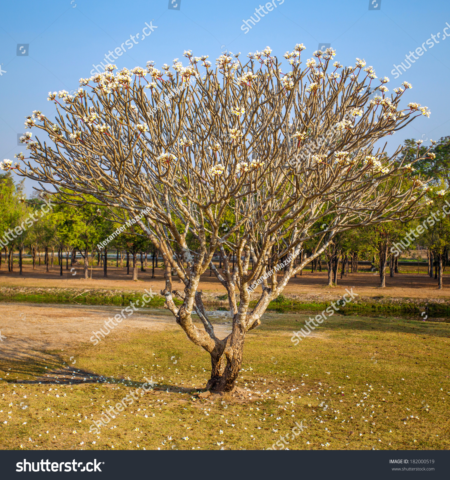 Blooming Frangipani Tree Stock Photo 182000519 : Shutterstock