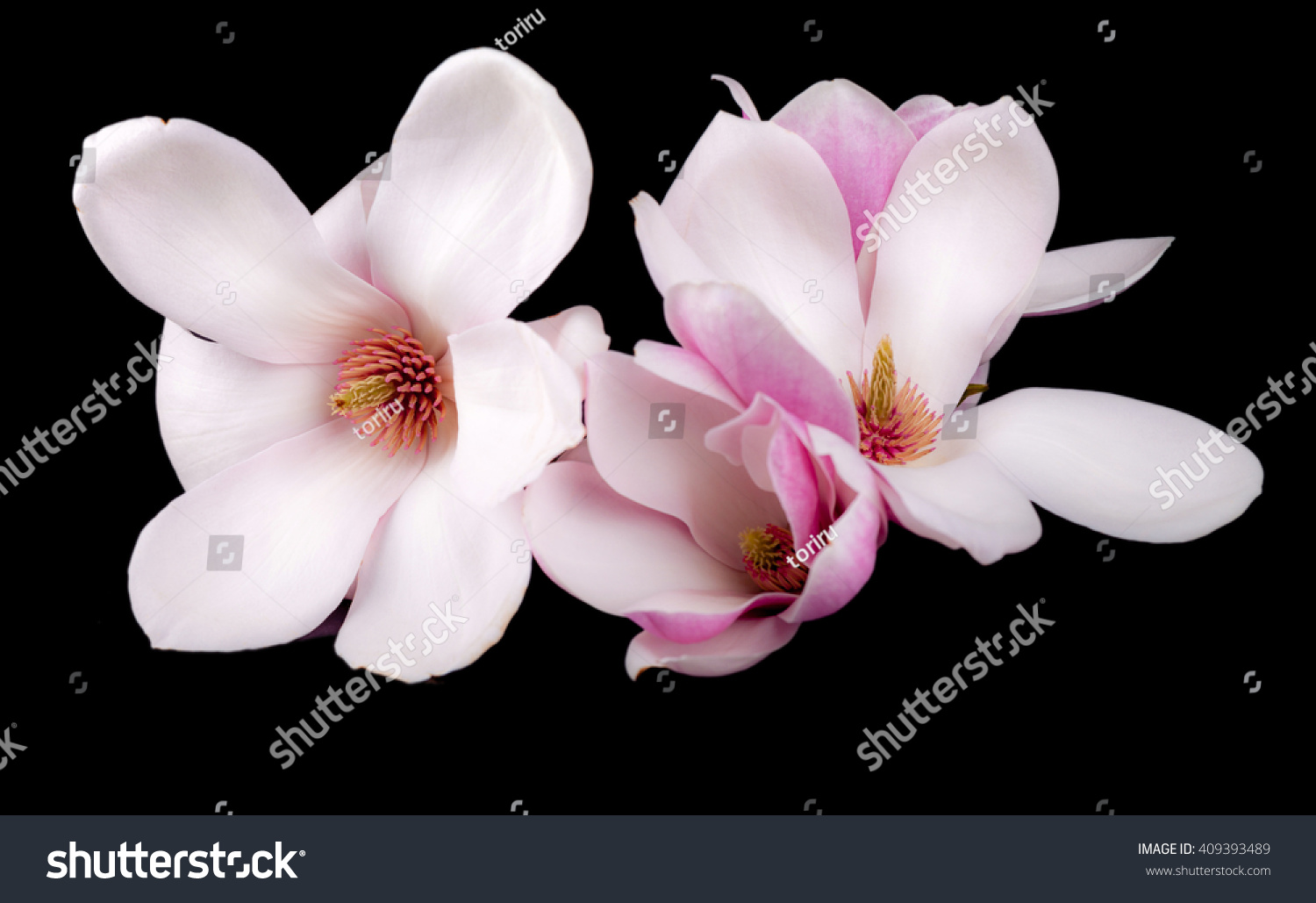 Blooming Magnolia Flowers Isolated On Black Background Stock Photo