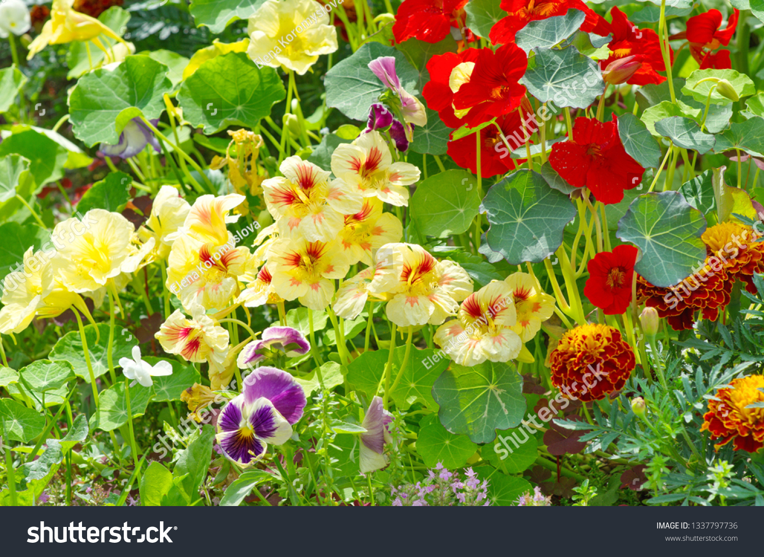 Blooming Nasturtium Lat Tropaeolum On Flower Stock Photo Edit Now 1337797736