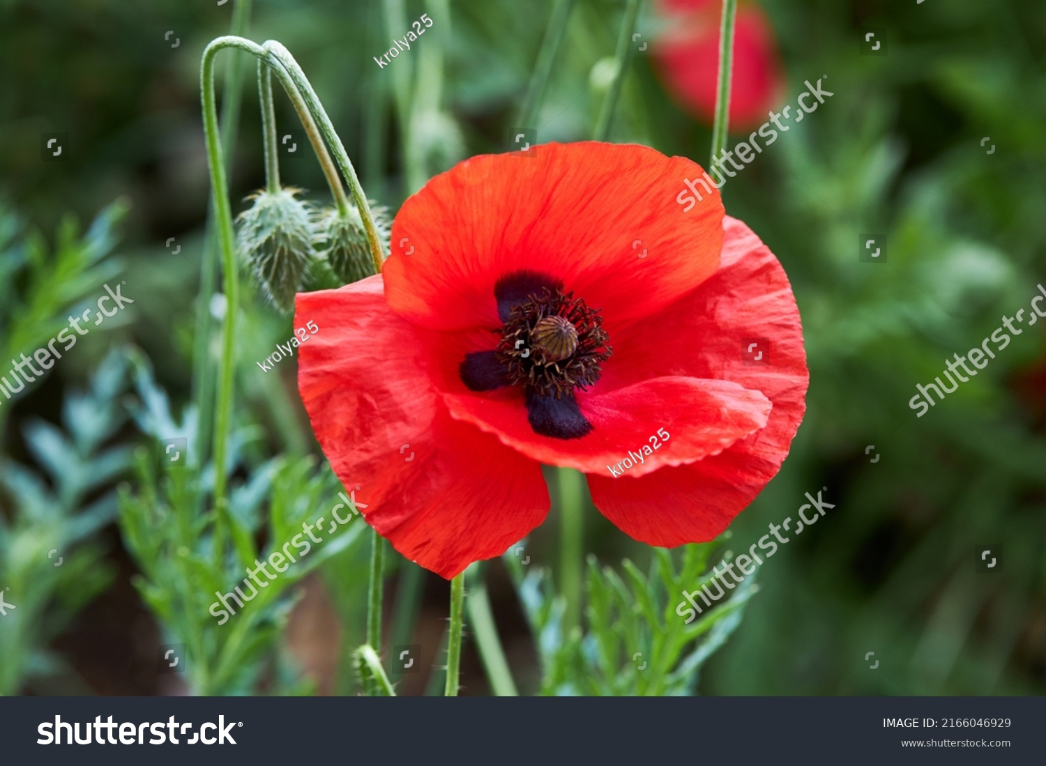 49,857 Papaver Images, Stock Photos & Vectors | Shutterstock