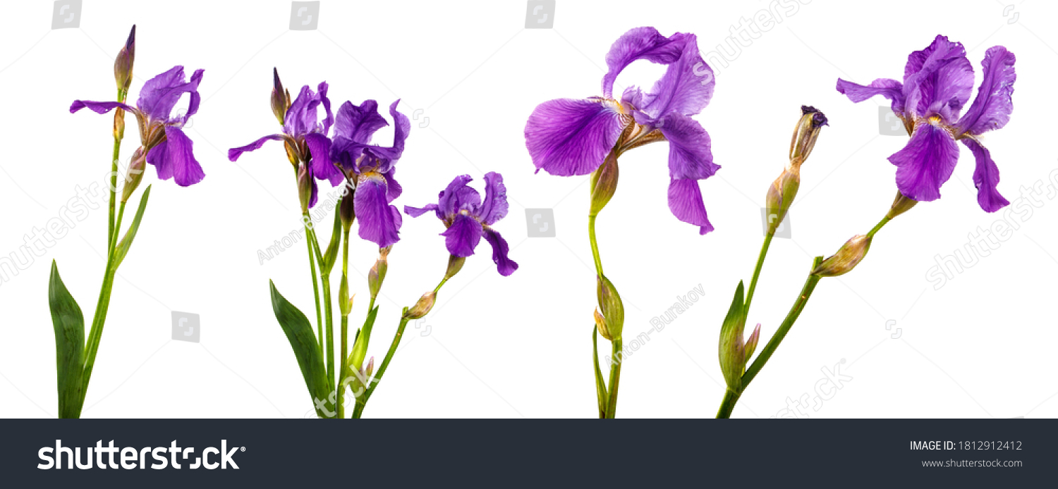 Set Eight Iris Flower Petals Isolated Stock Photo 20 ...
