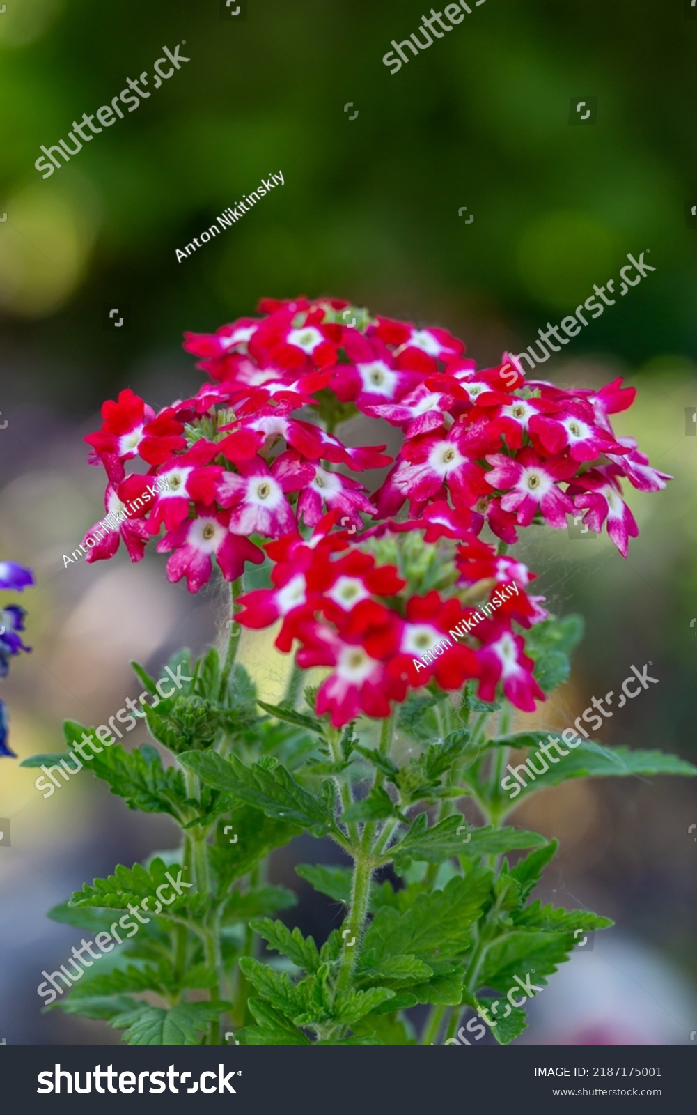 2,731 Pink vervain Images, Stock Photos & Vectors | Shutterstock