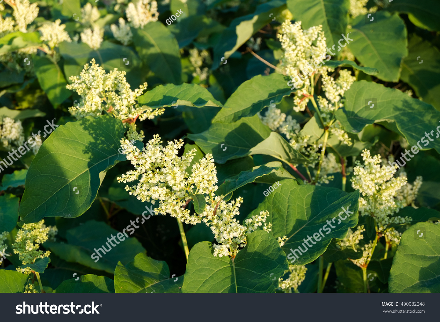 Blooming Sakhalin Knotweed Or Fallopia Sachalinensis In Autumn Stock ...