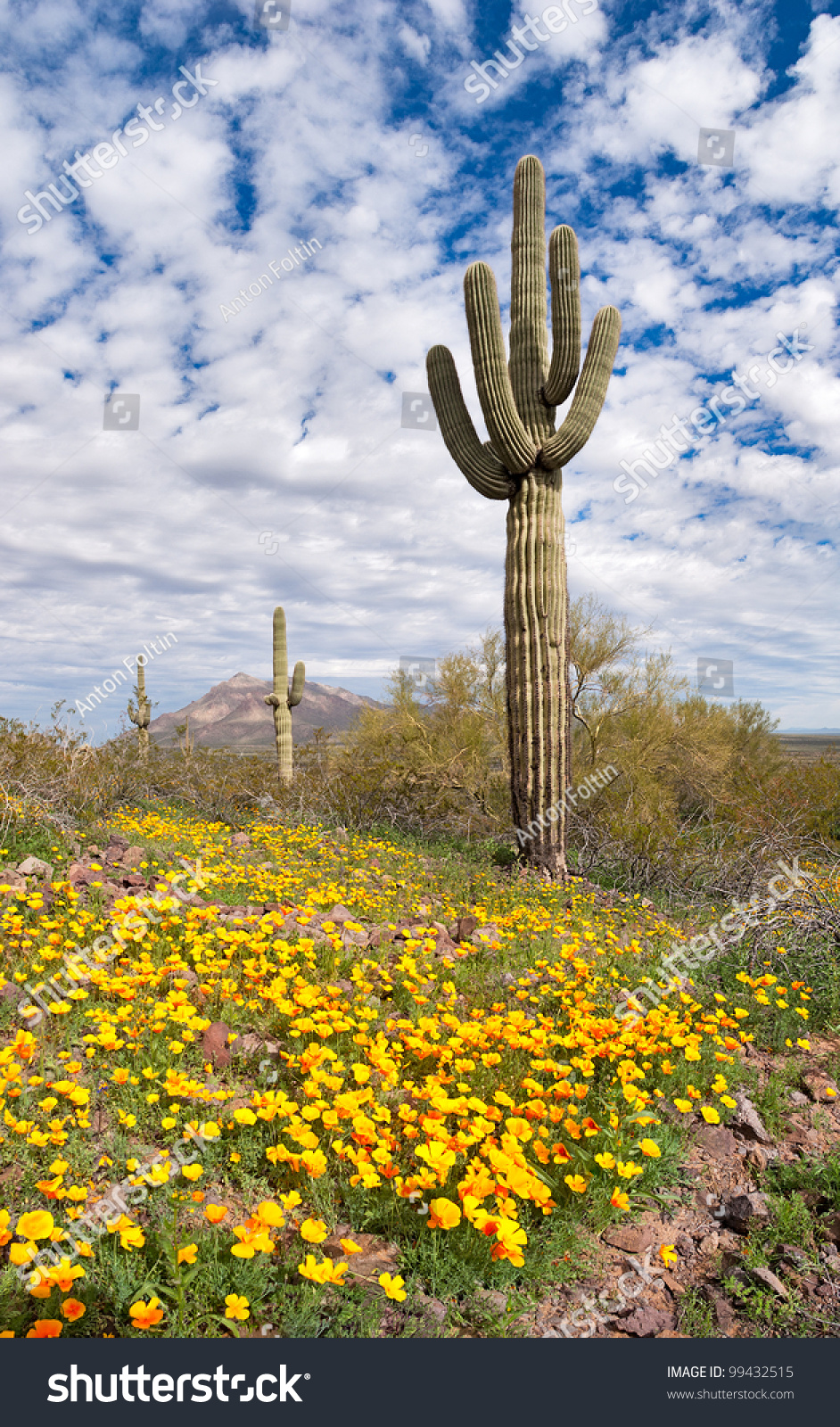 Blooming Sonoran Desert Stock Photo 99432515 - Shutterstock