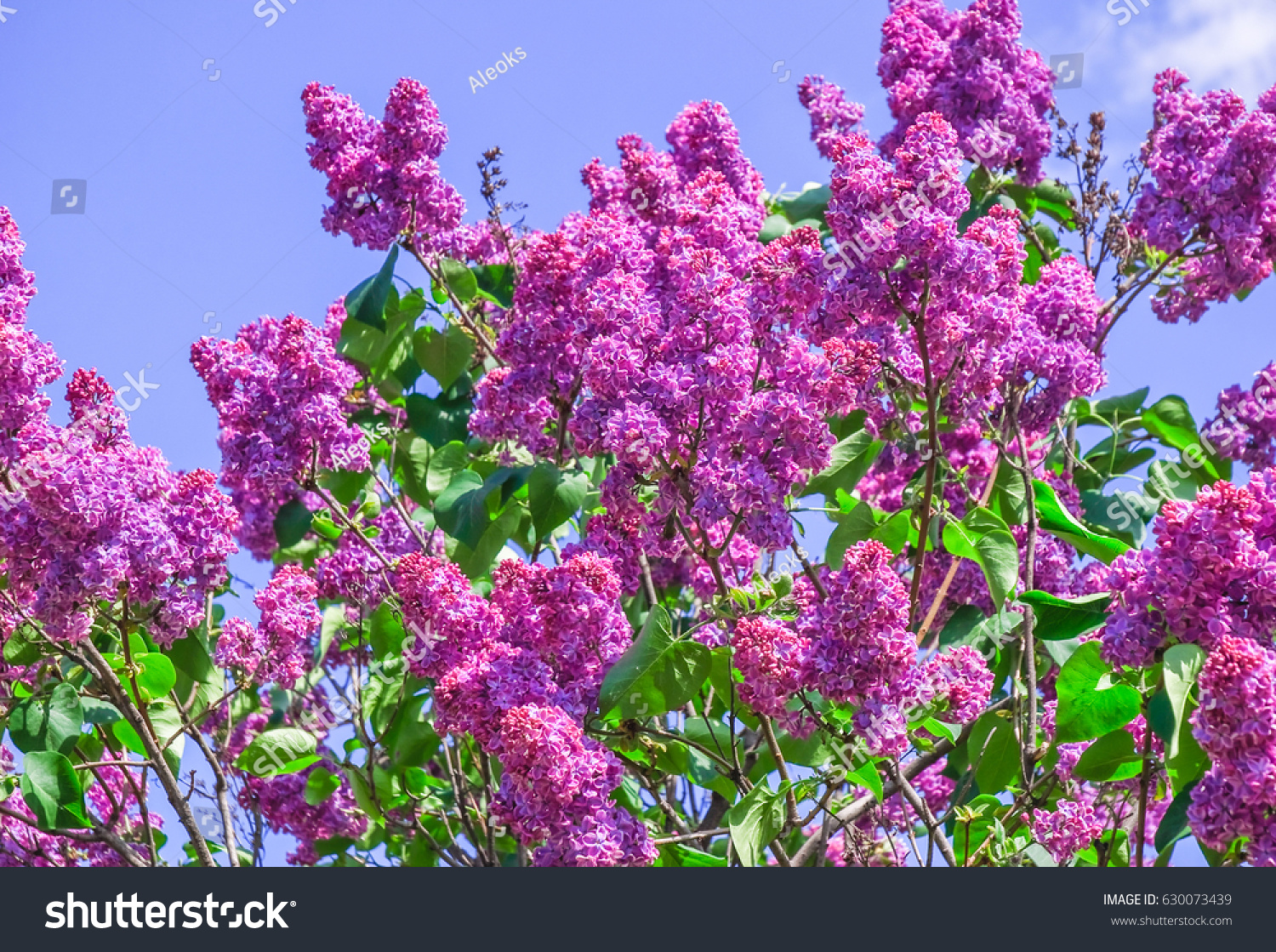 15 Leonid leonov Images, Stock Photos & Vectors | Shutterstock
