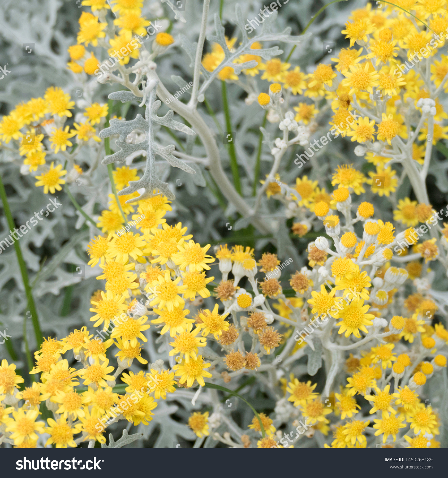 Blooming Yellow Flower Heads Silver Leaves Stock Photo Edit Now