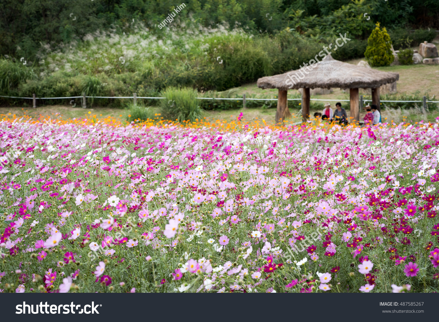 blossom cosmos korea beautiful flowers garden stock photo (edit now