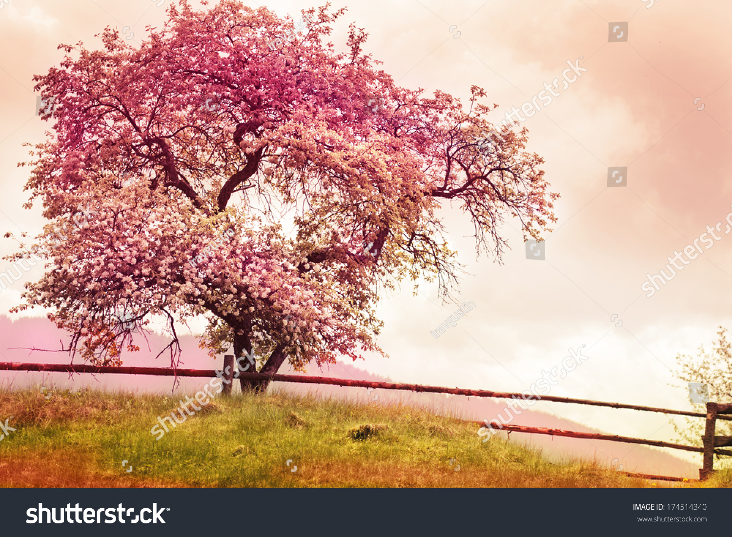 Photo de stock Arbre de fleurs sur fond nature/ 174514340 | Shutterstock