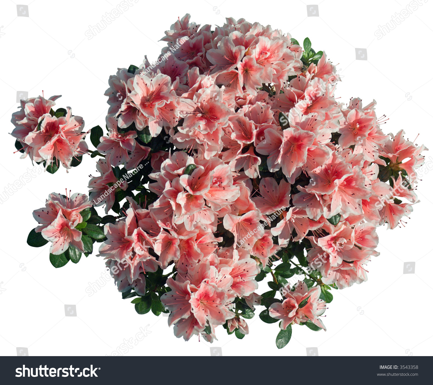 Blossoming Plant Of Azalea (From Above, Isolated, With Clipping Path ...