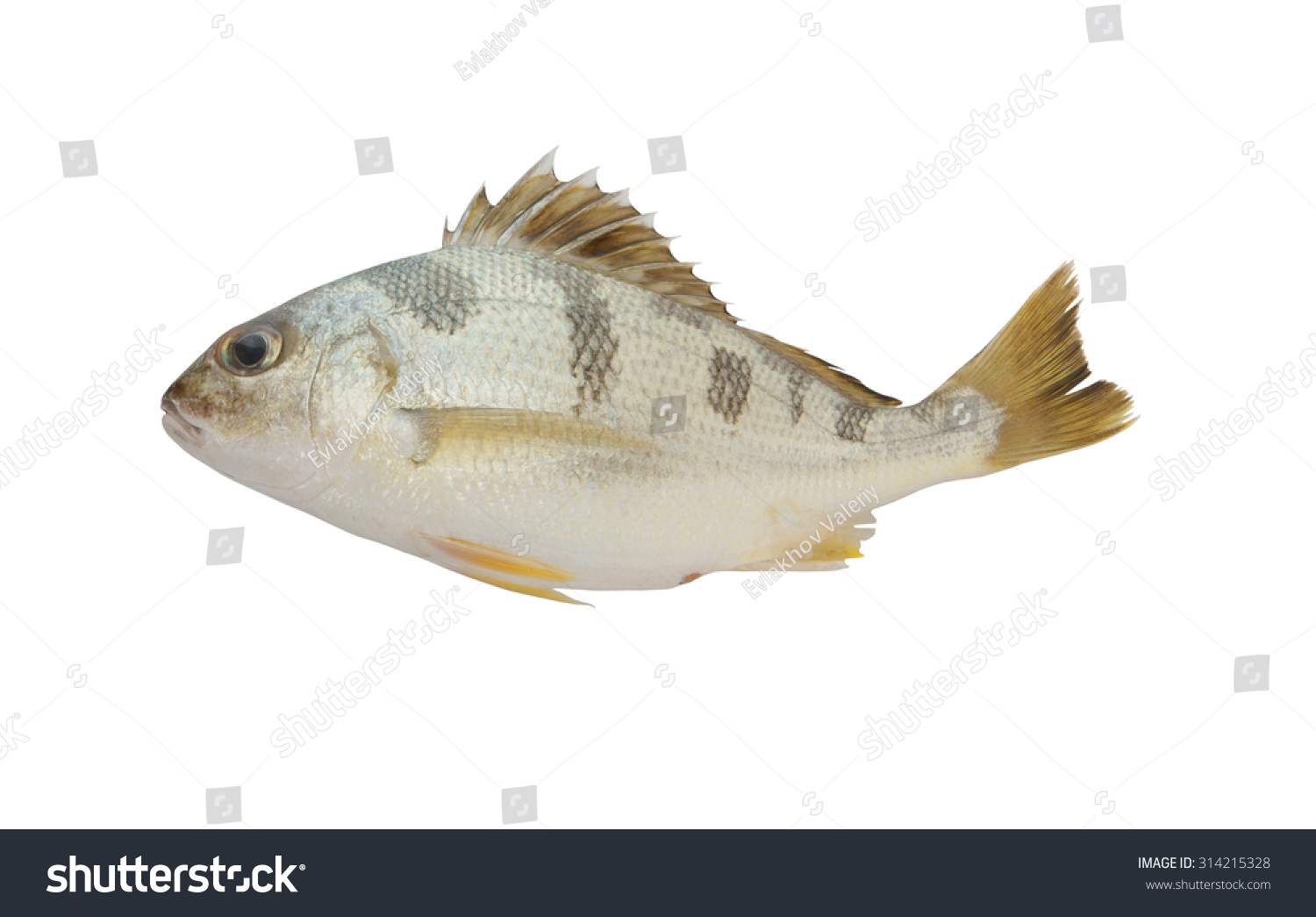 Blotched Javelin Fish Pomadasys Maculatus Isolated Stock Photo 314215328 Shutterstock